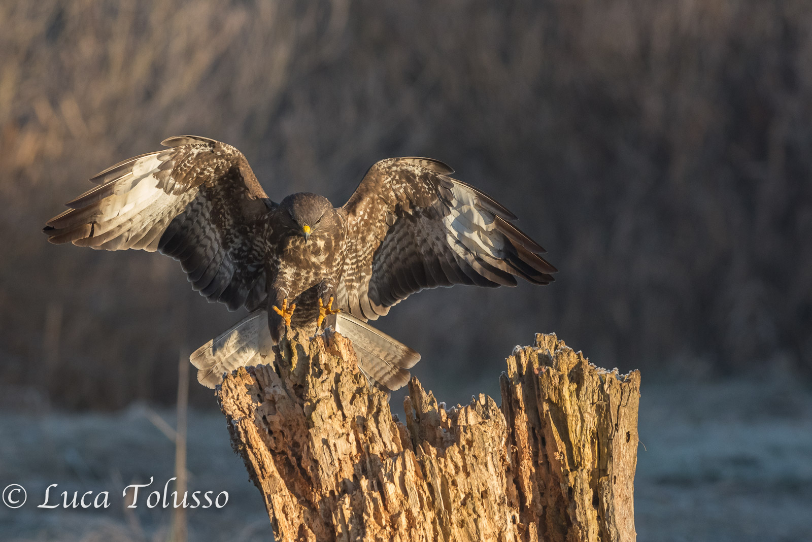 The buzzards of Cervara