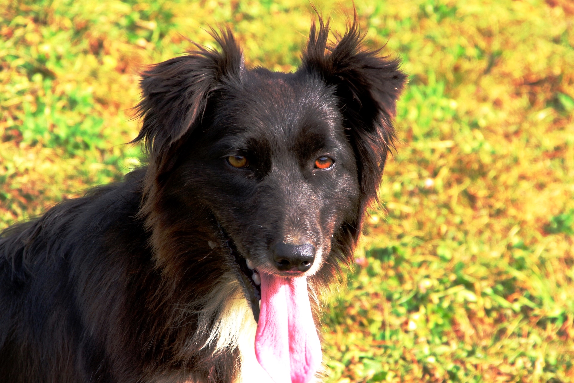 Doubtful dog (play or not?)