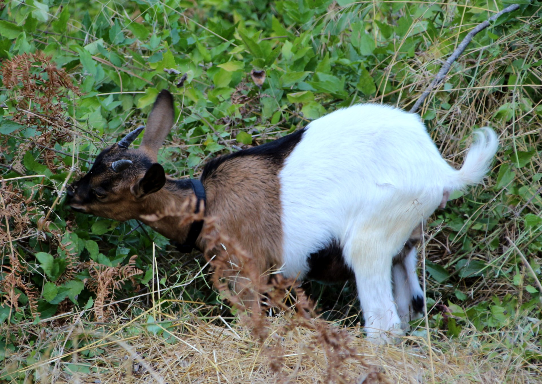 multicolor goat