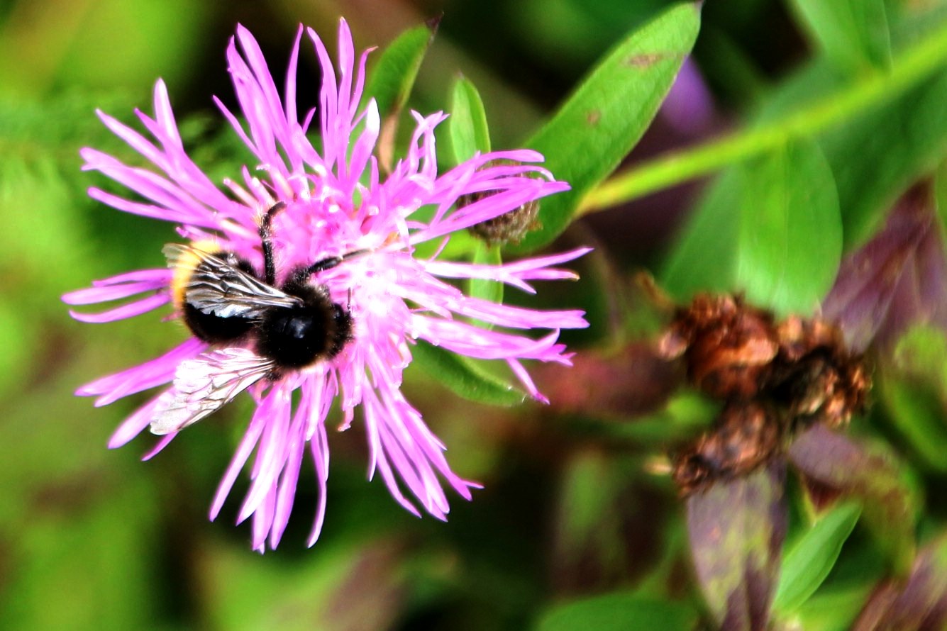 The bumblebee on the flower