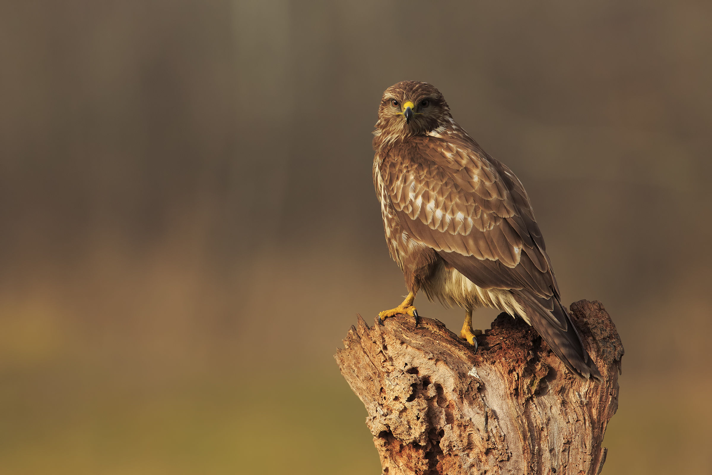 Buzzard