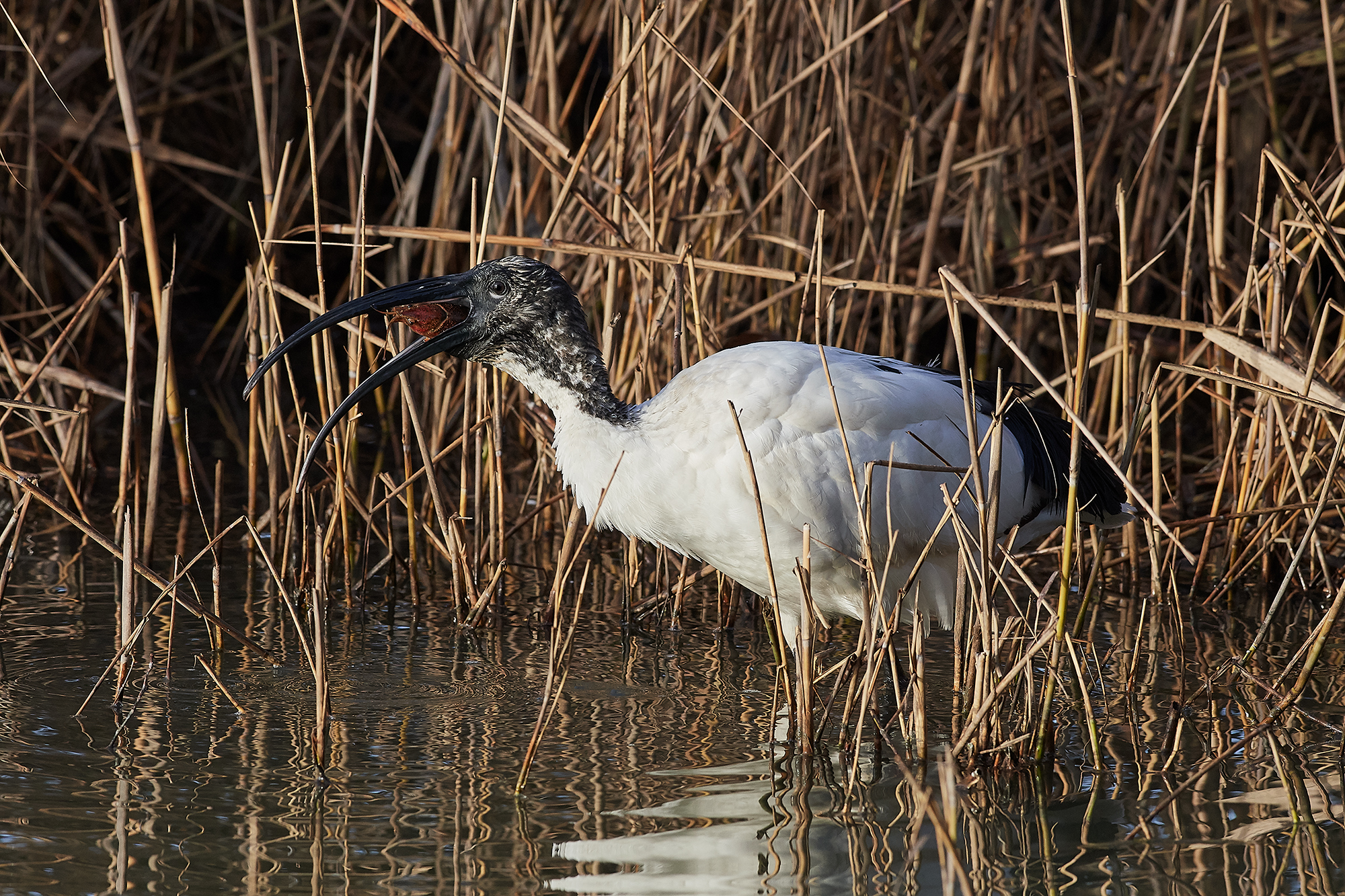 L'Ibis ed il gambero