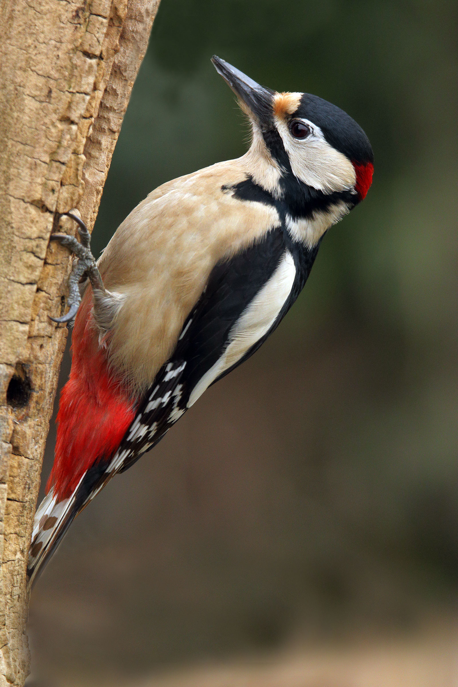 New Year's Woodpecker