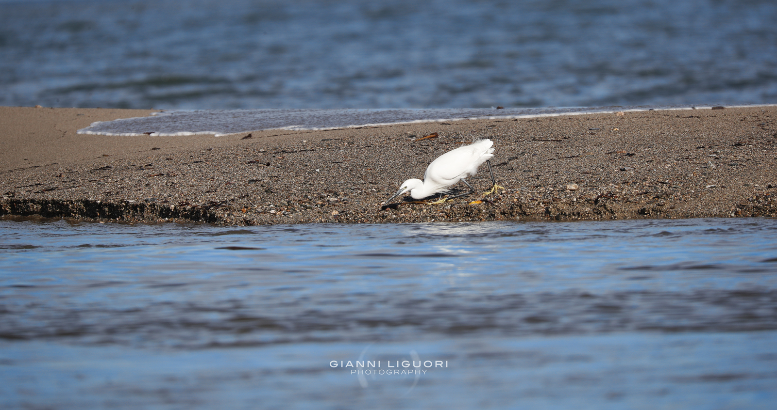 "Little Egret" ...