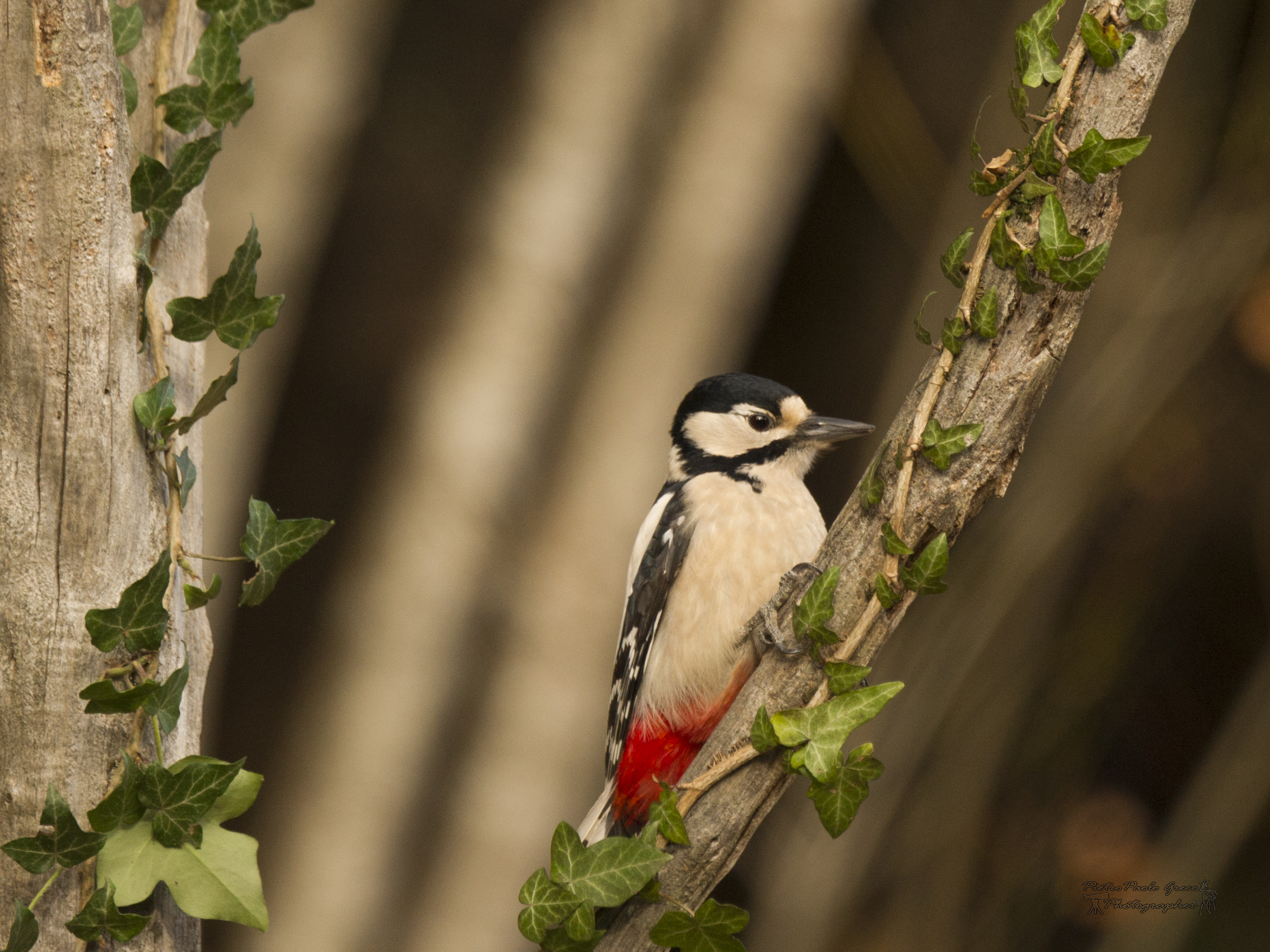 Great female woodpecker
