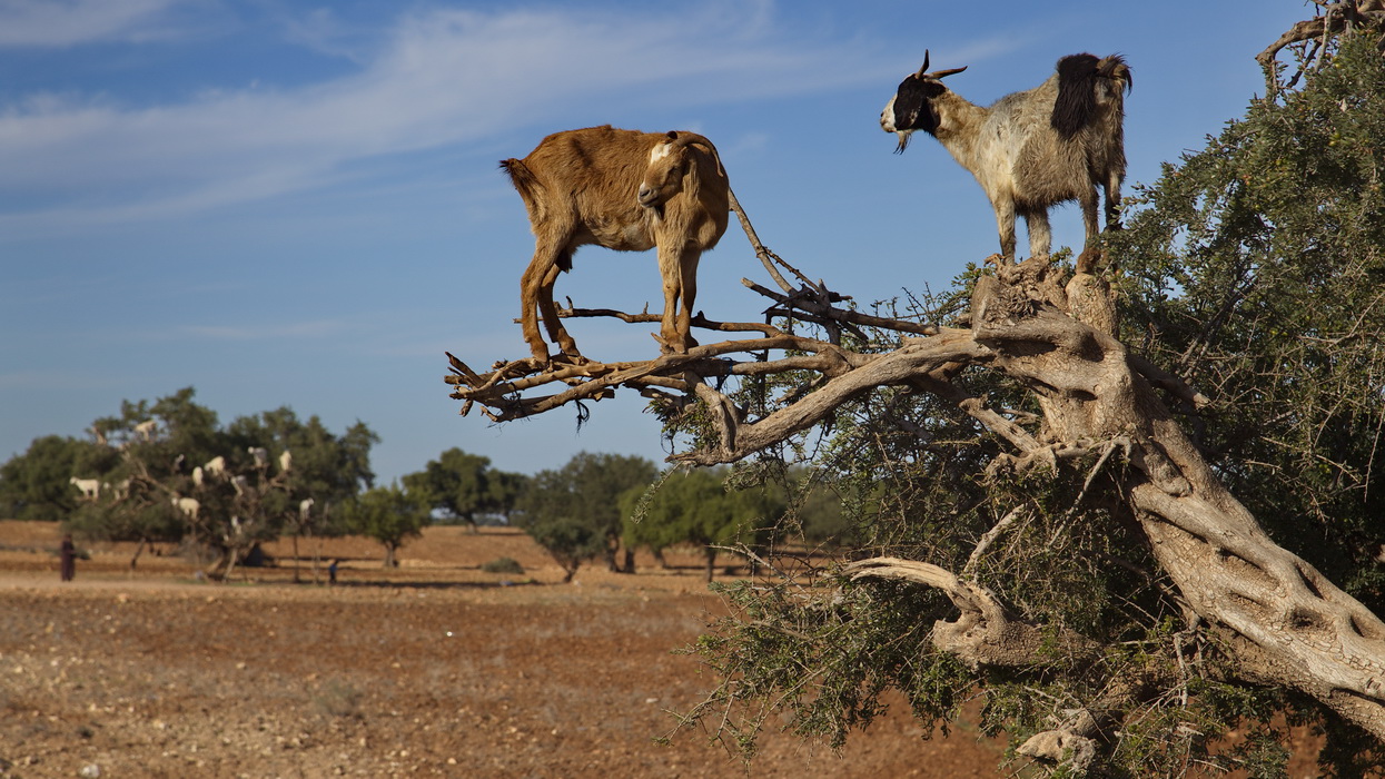Capre su piante di argan Marocco