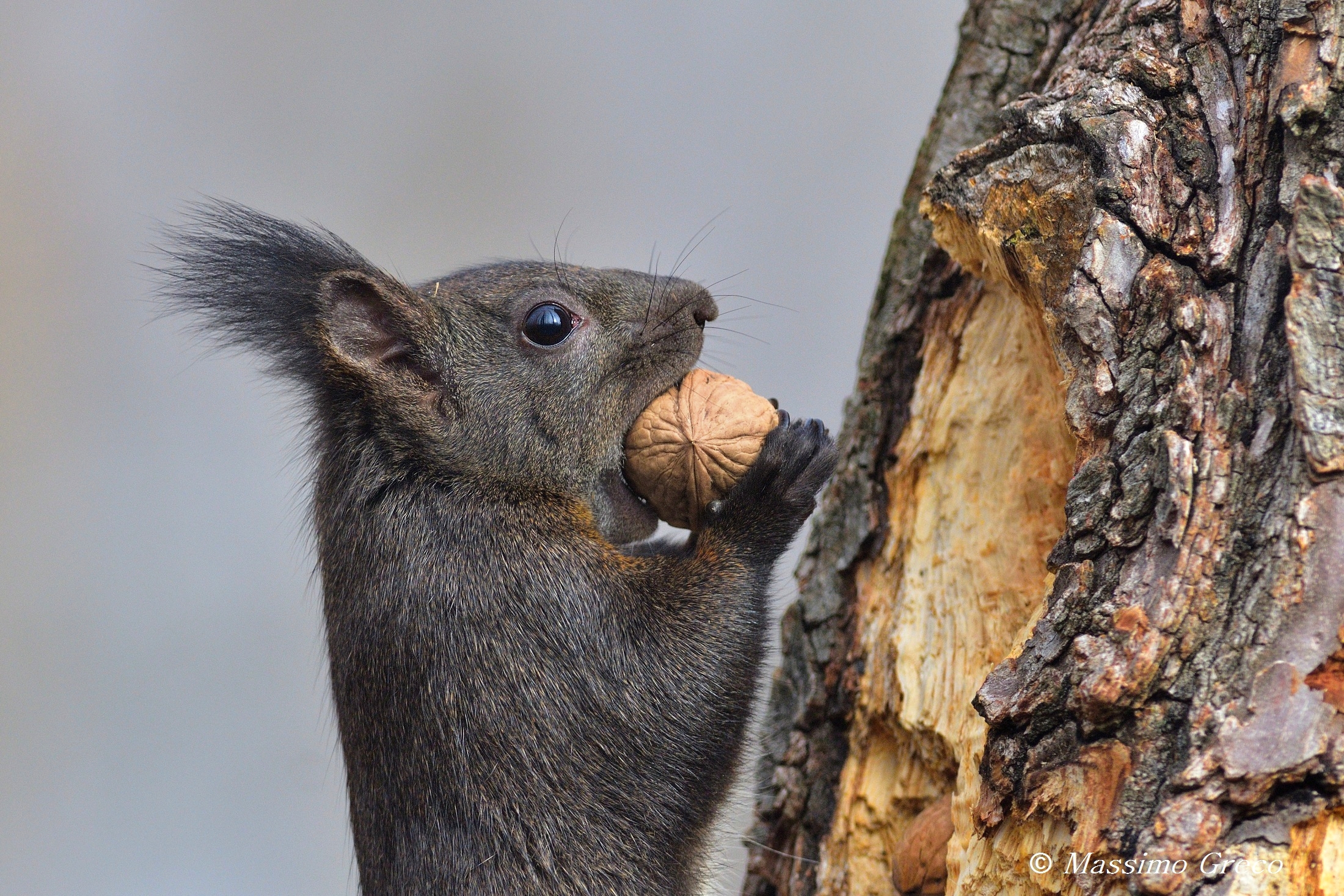 Bonaa ...... the walnut