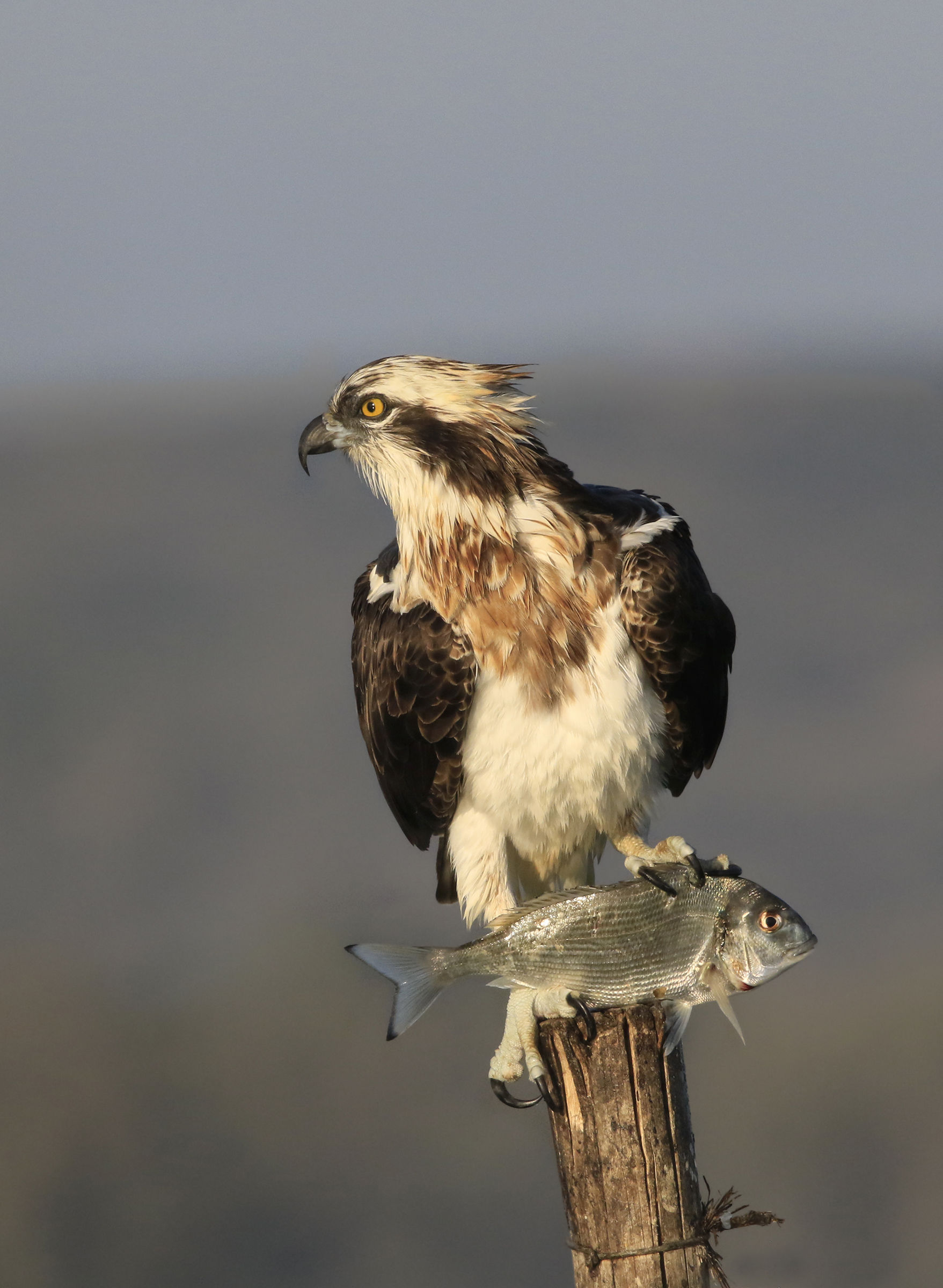 the osprey shows the sea bream
