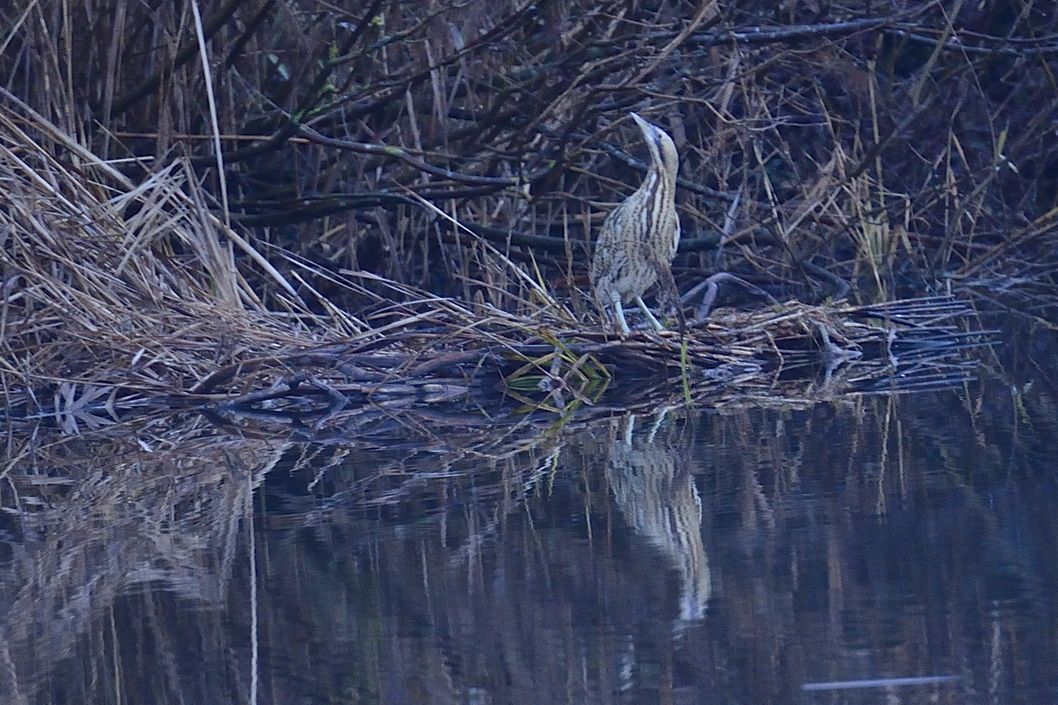 Bittern