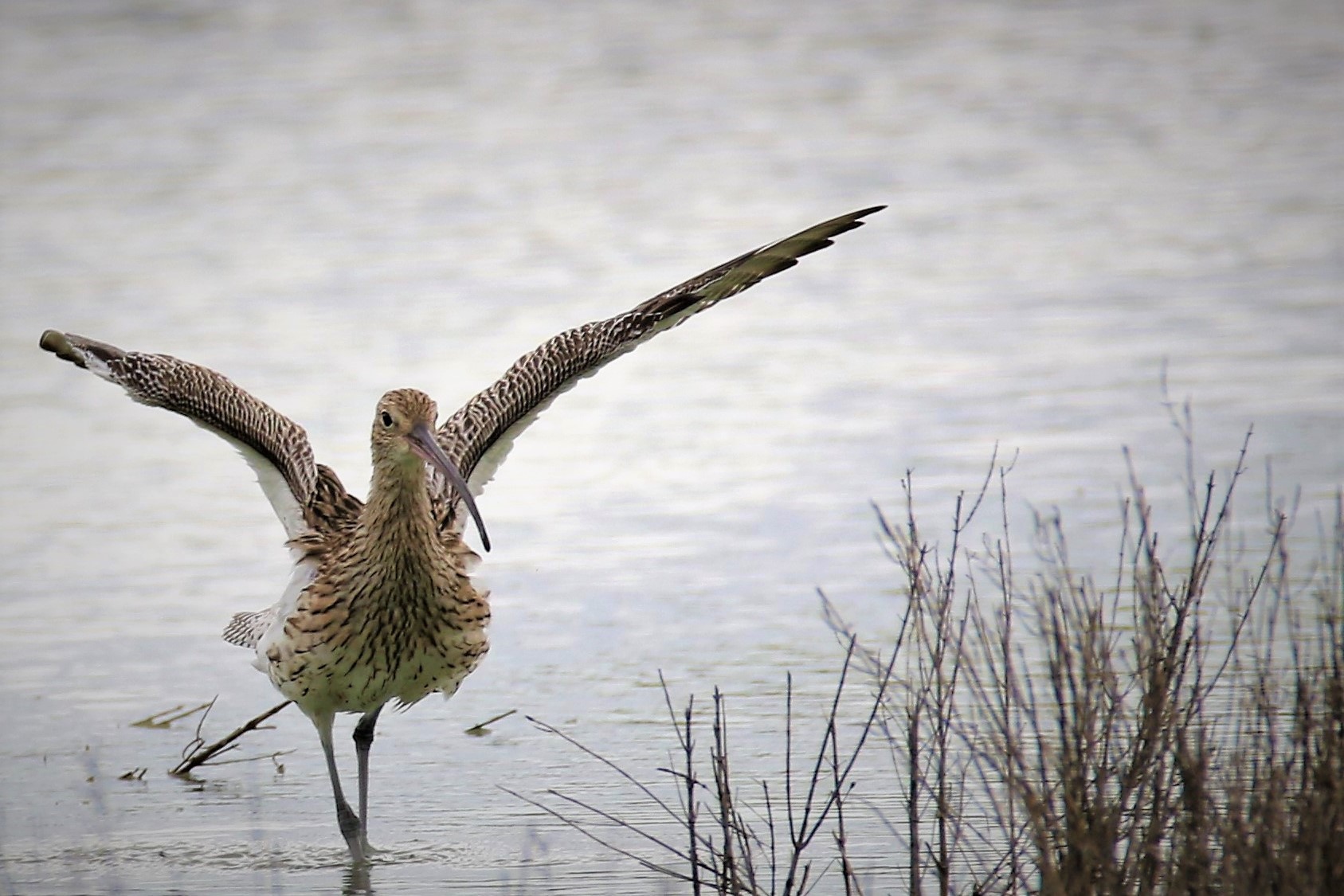 Chiurlo maggiore ( numenius arquata)