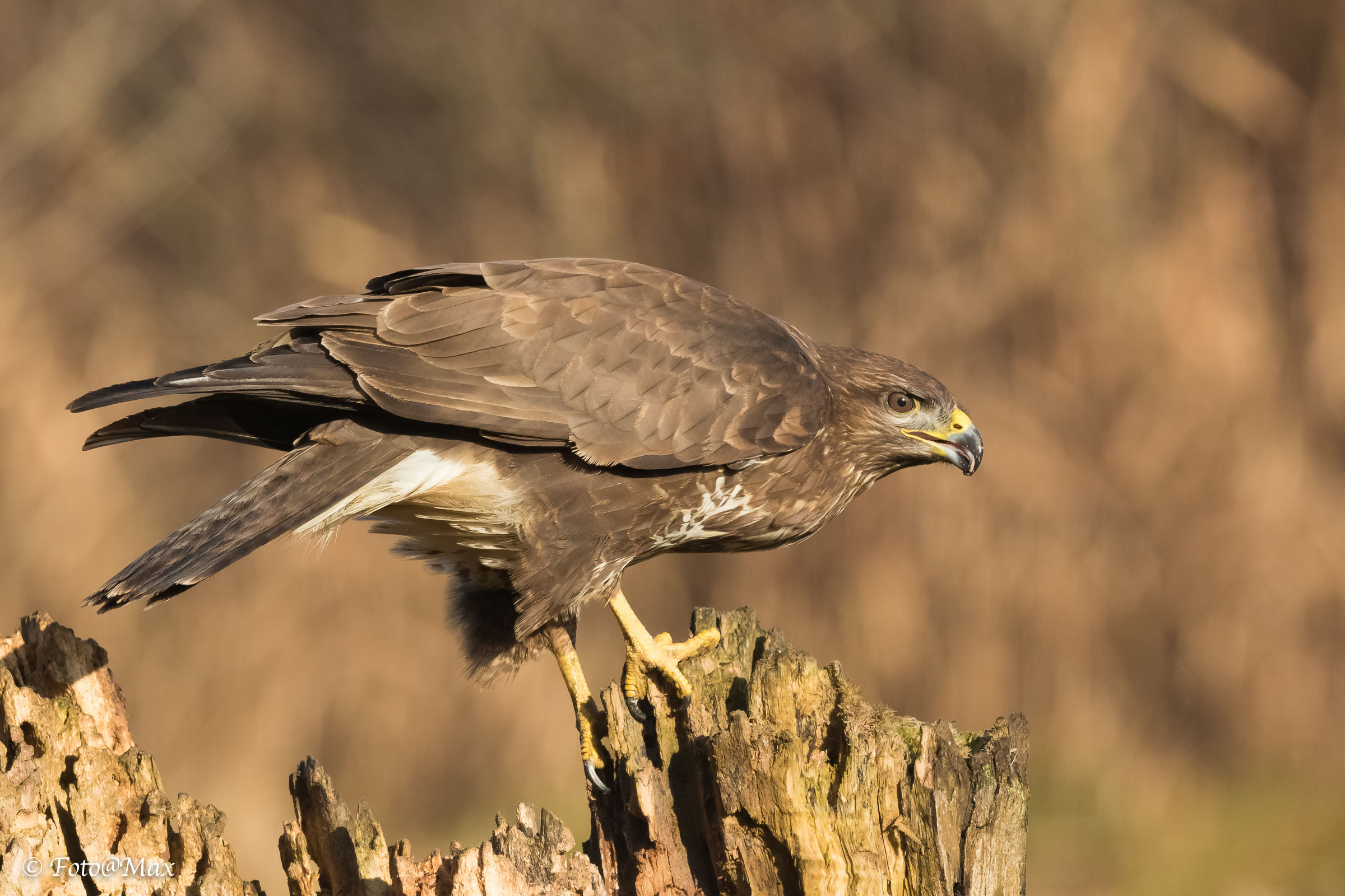 Buzzard