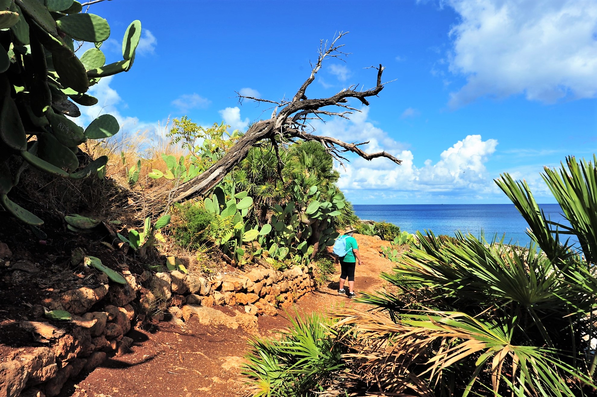 tra palme nane, ginestre e fichi d' India....