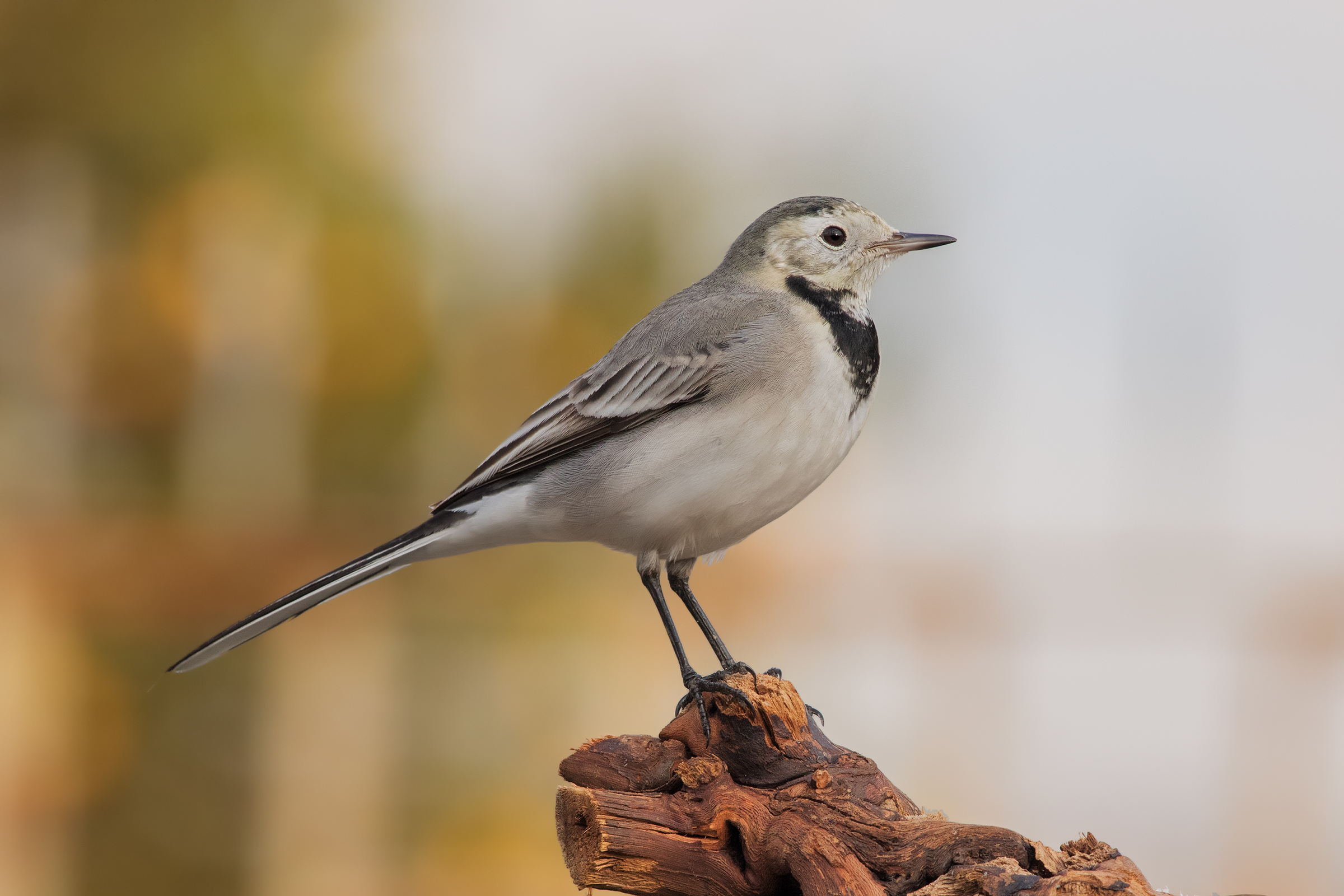 Motacilla alba - White Ballerina