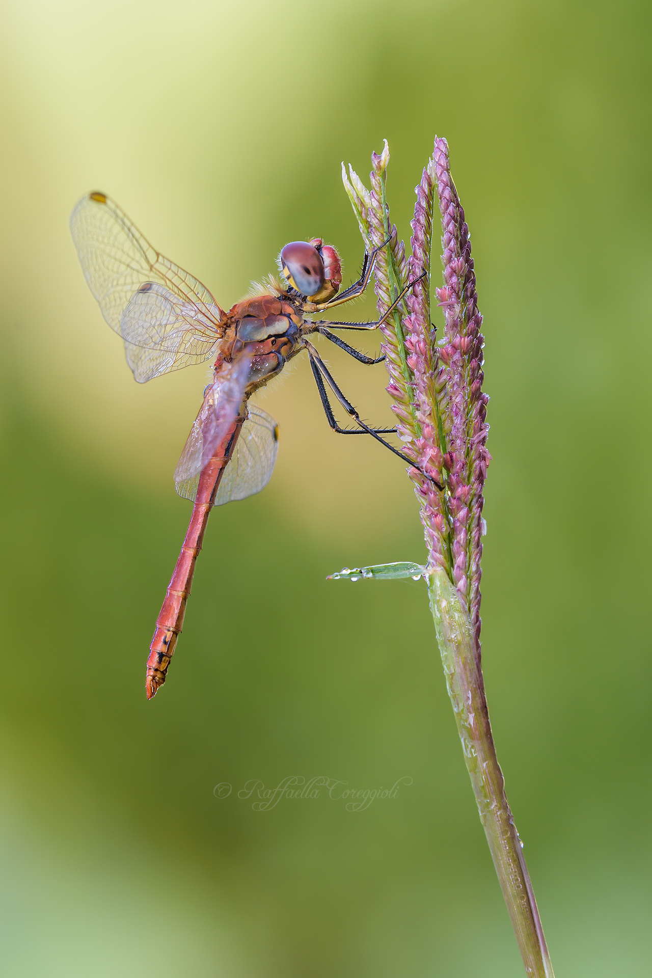 Sympetrum fonscolombii