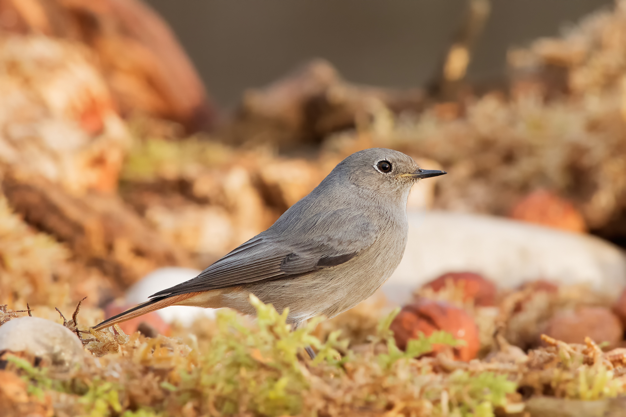 Redstart female chimney sweep