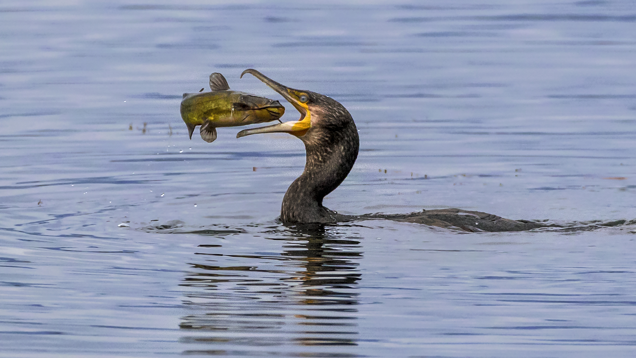verso un destino segnato