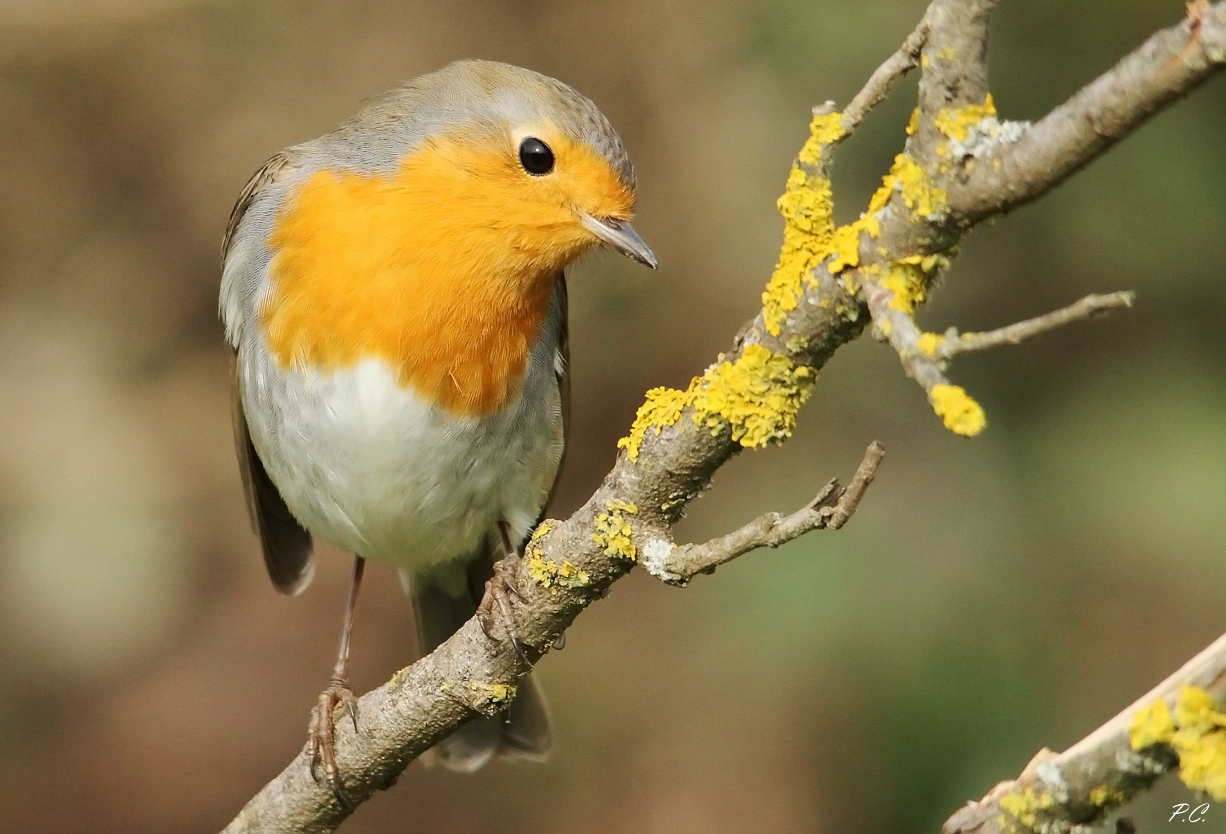 Robin and lichen