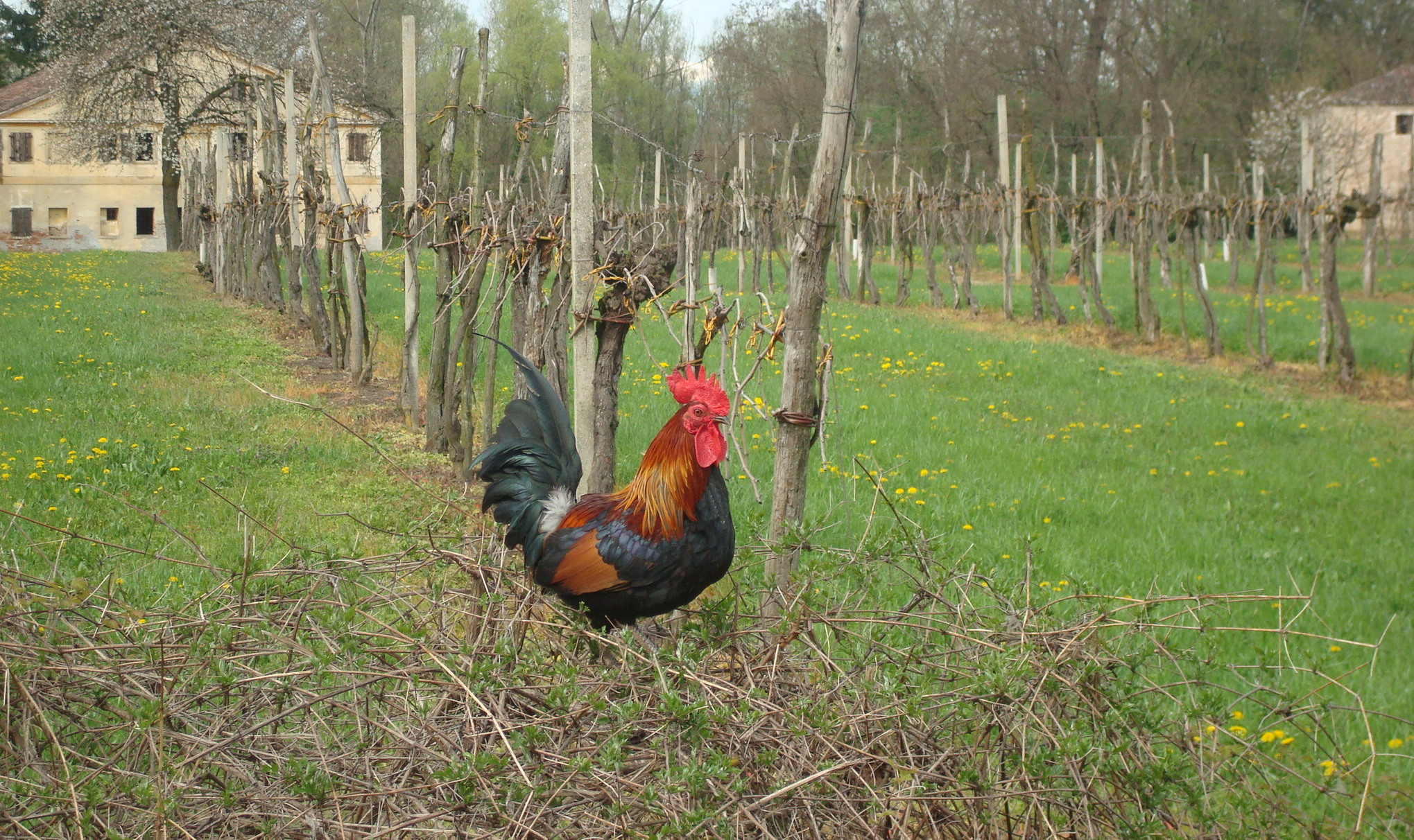 cockerel in the countryside