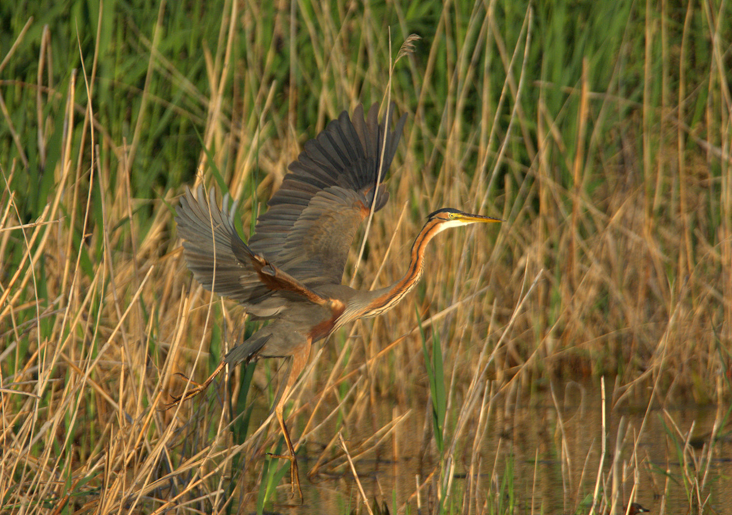 Red heron