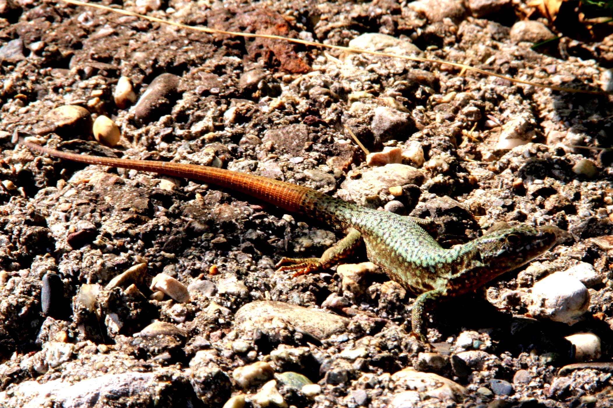 the new tailed lizard