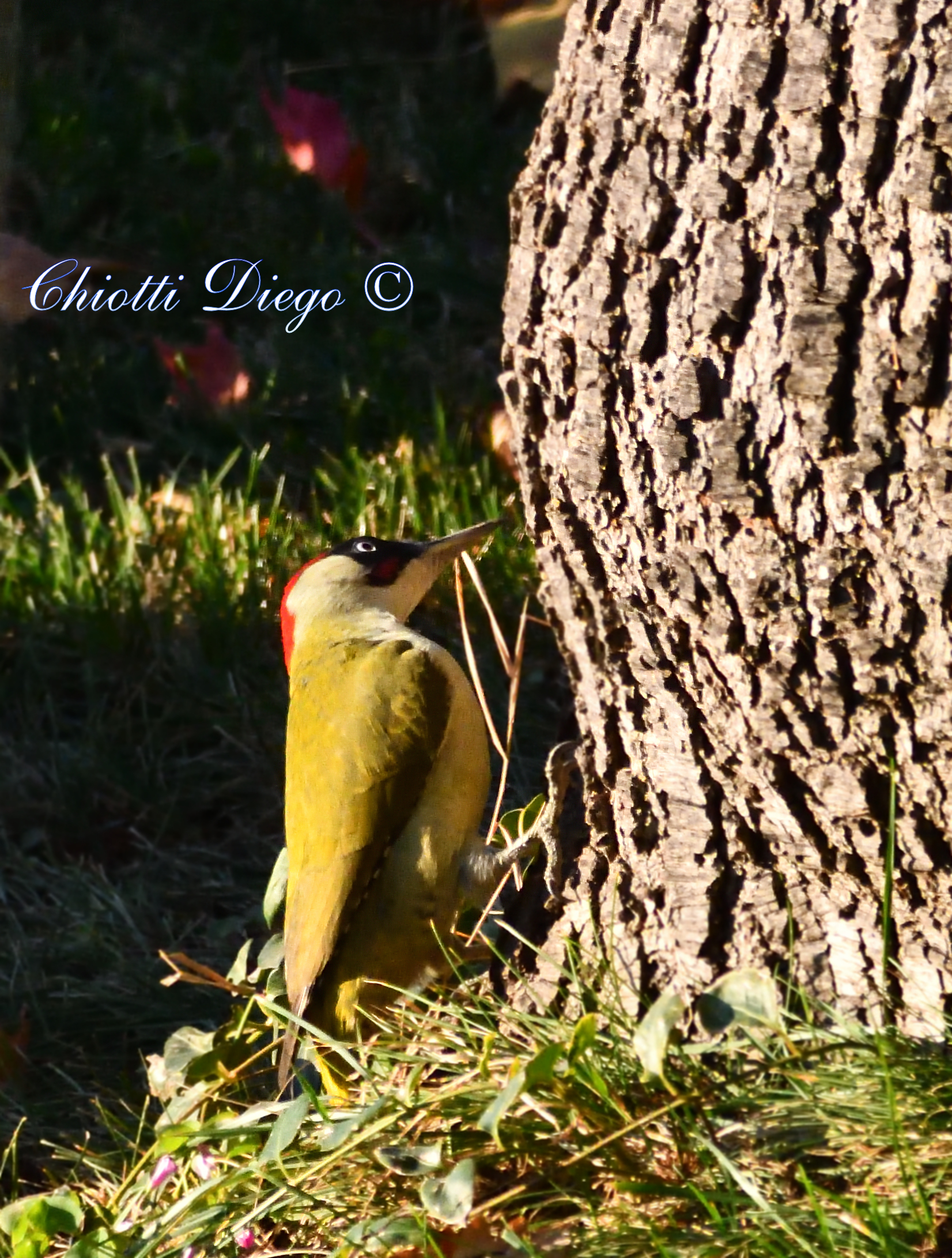 Green woodpecker