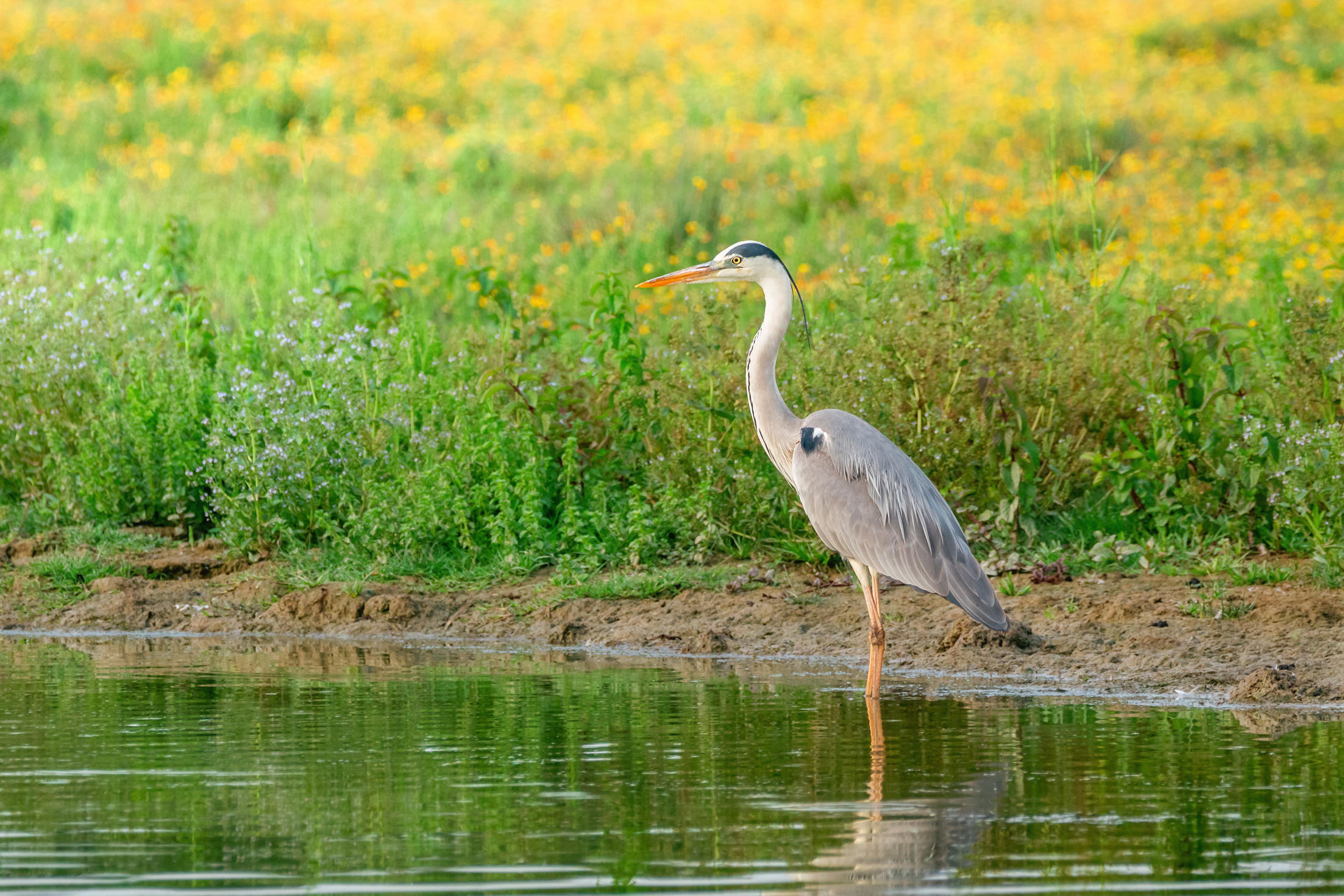Gray heron