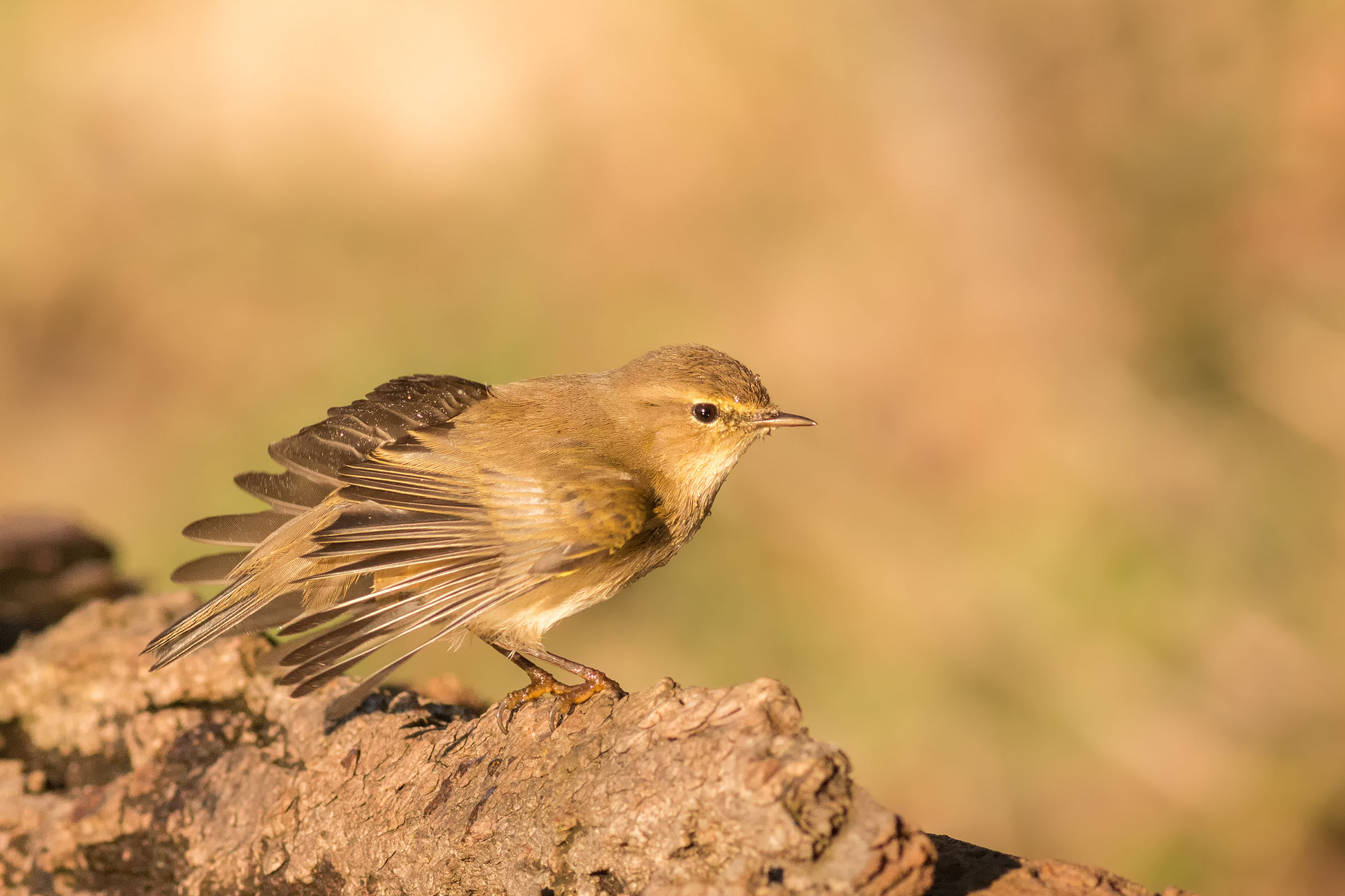 little boy in stretching