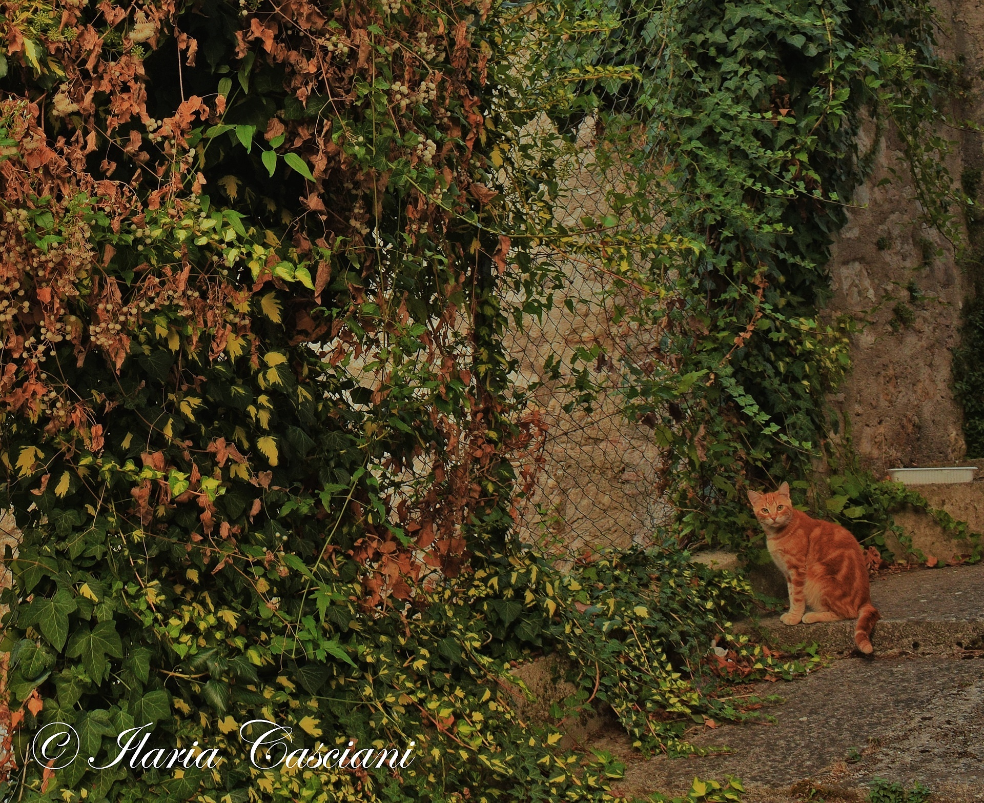 Foretaste of autumn.