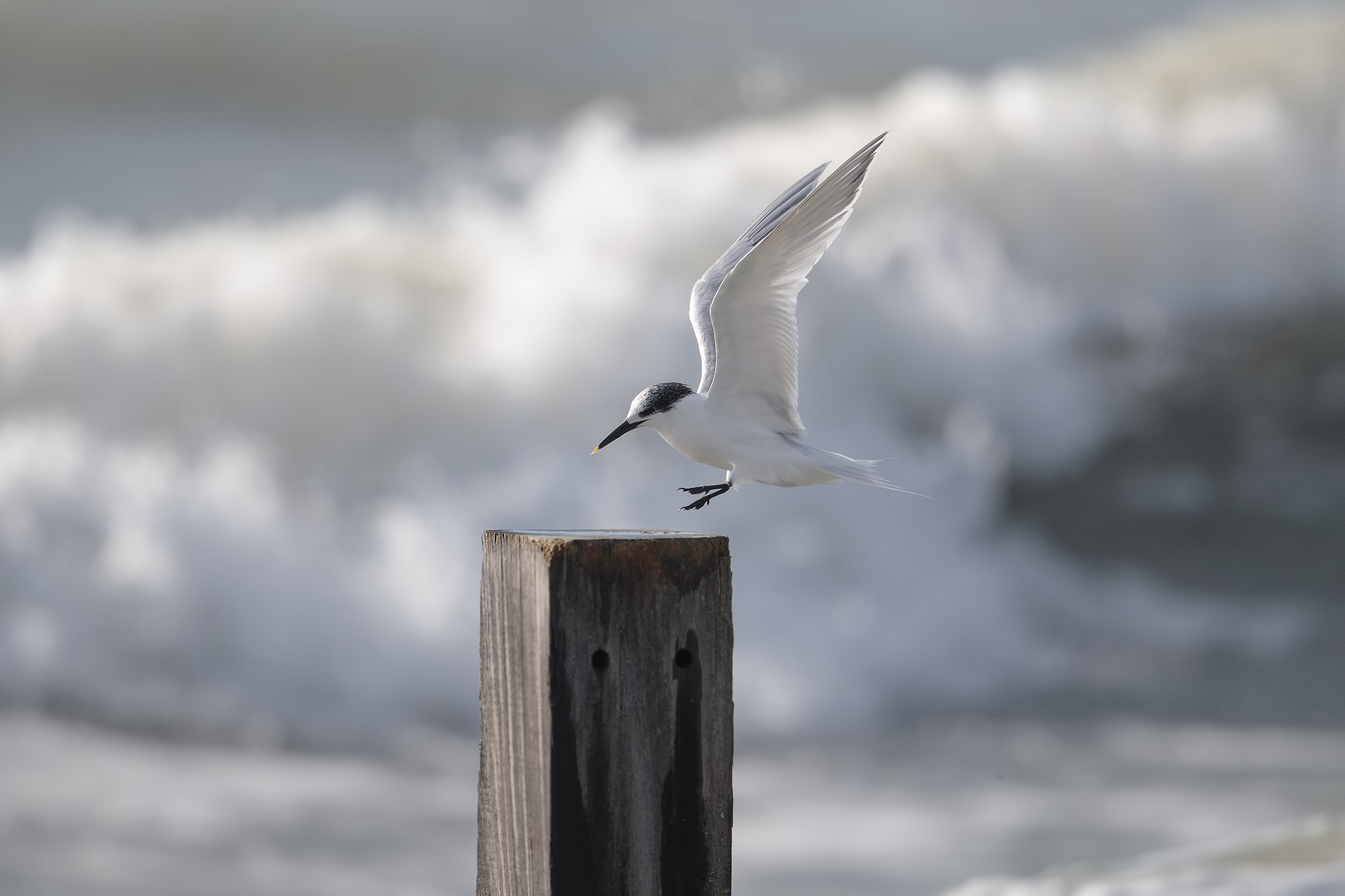 Sandwich Tern