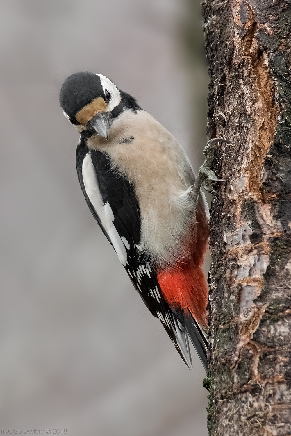 The Great Spotted Woodpecker ..