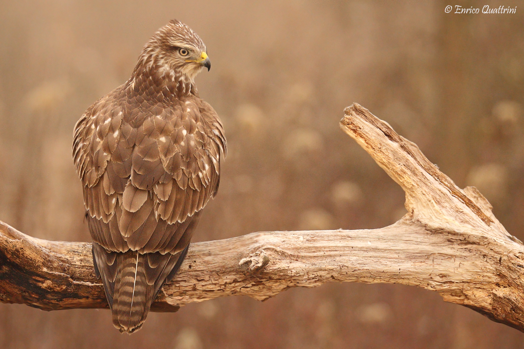 Buzzard