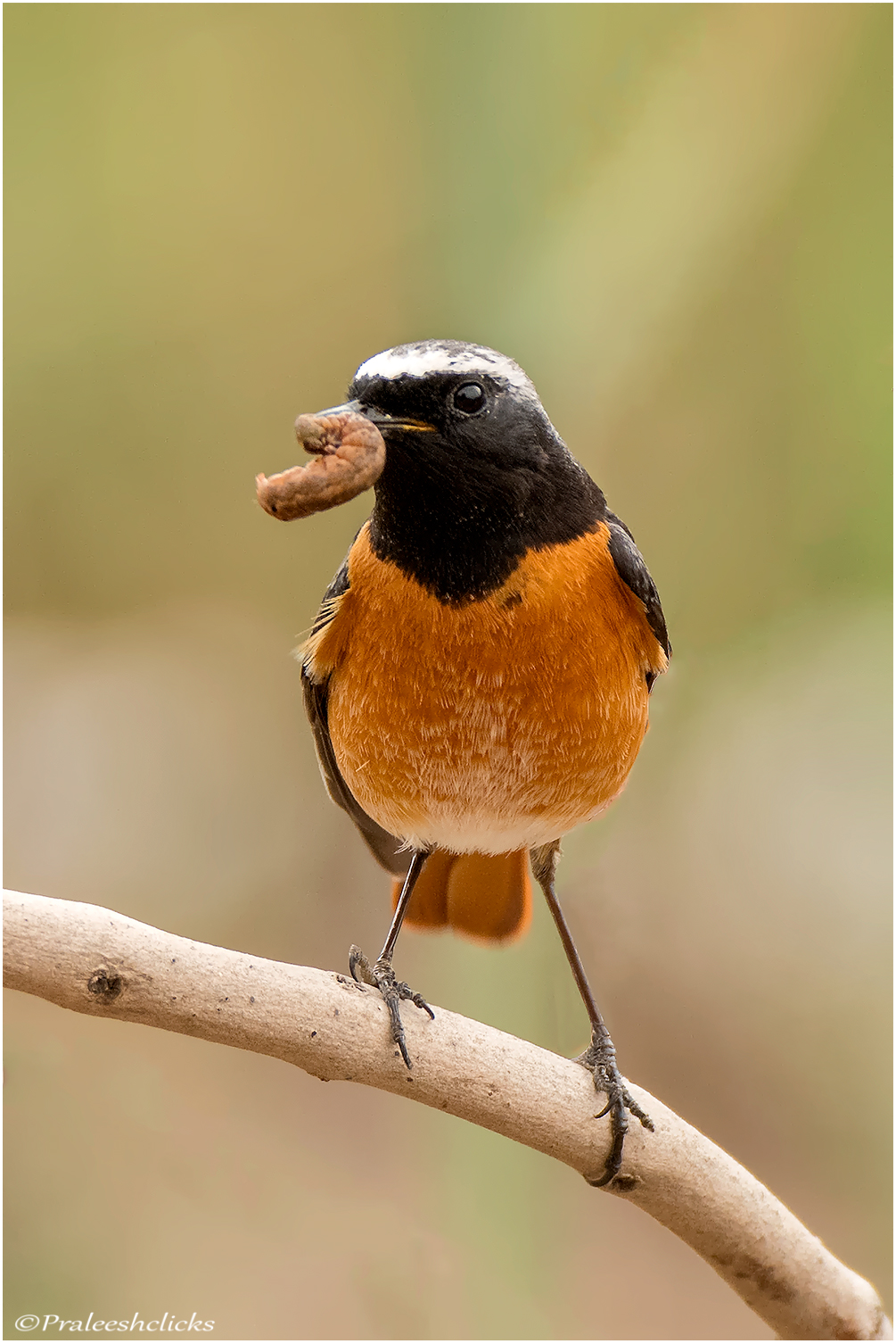 Common Redstart