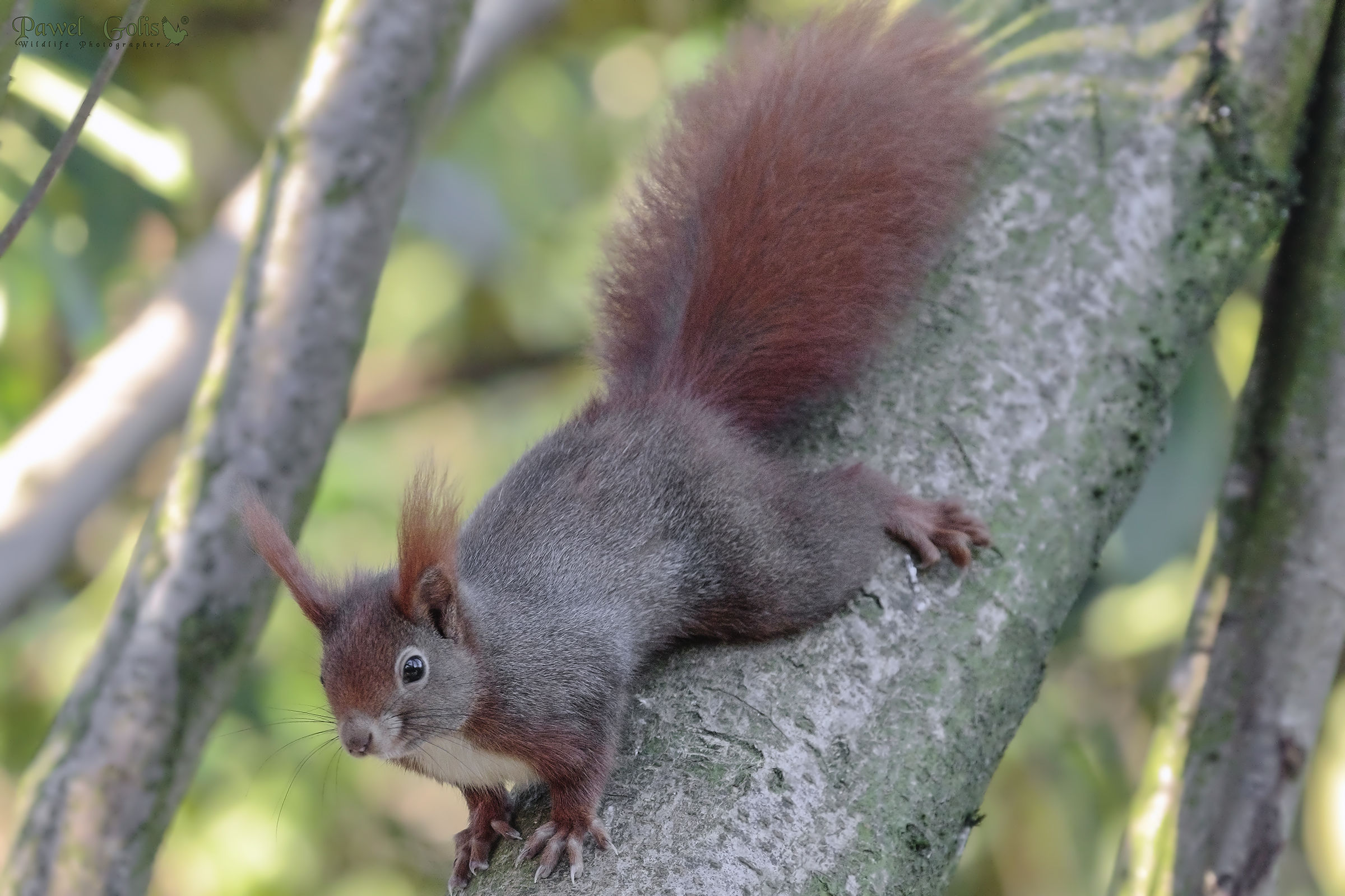 Red Squirrel