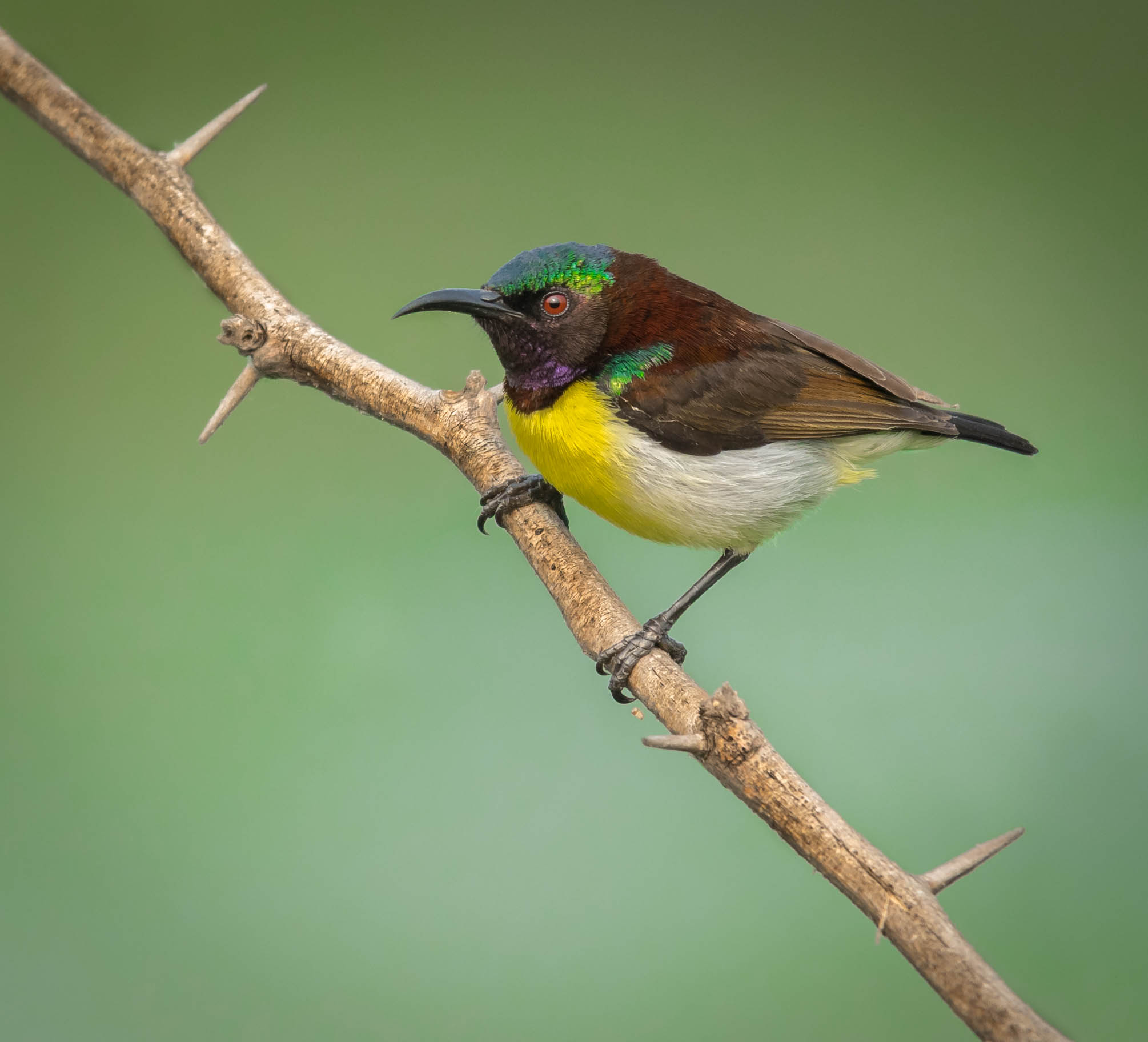 Purple rumbed sunbird