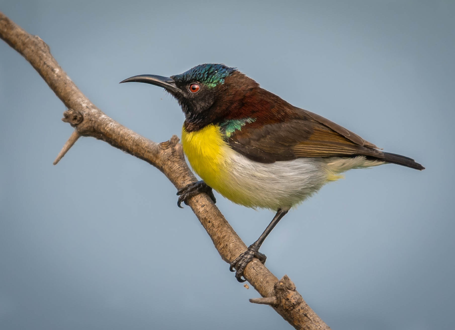 Purple rumbed sunbird