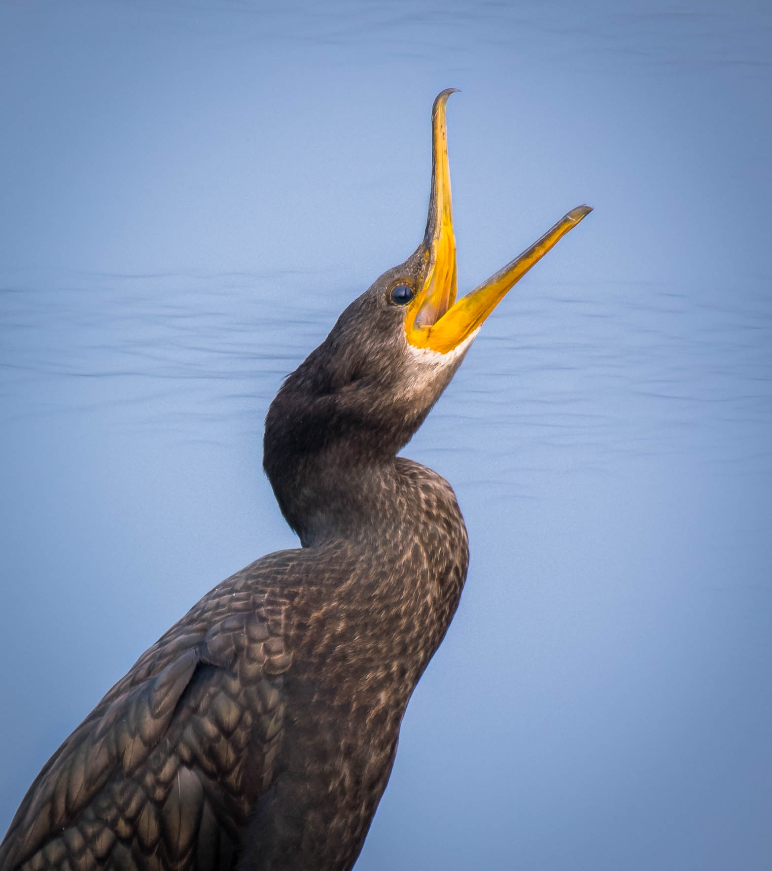 Indian cormorant
