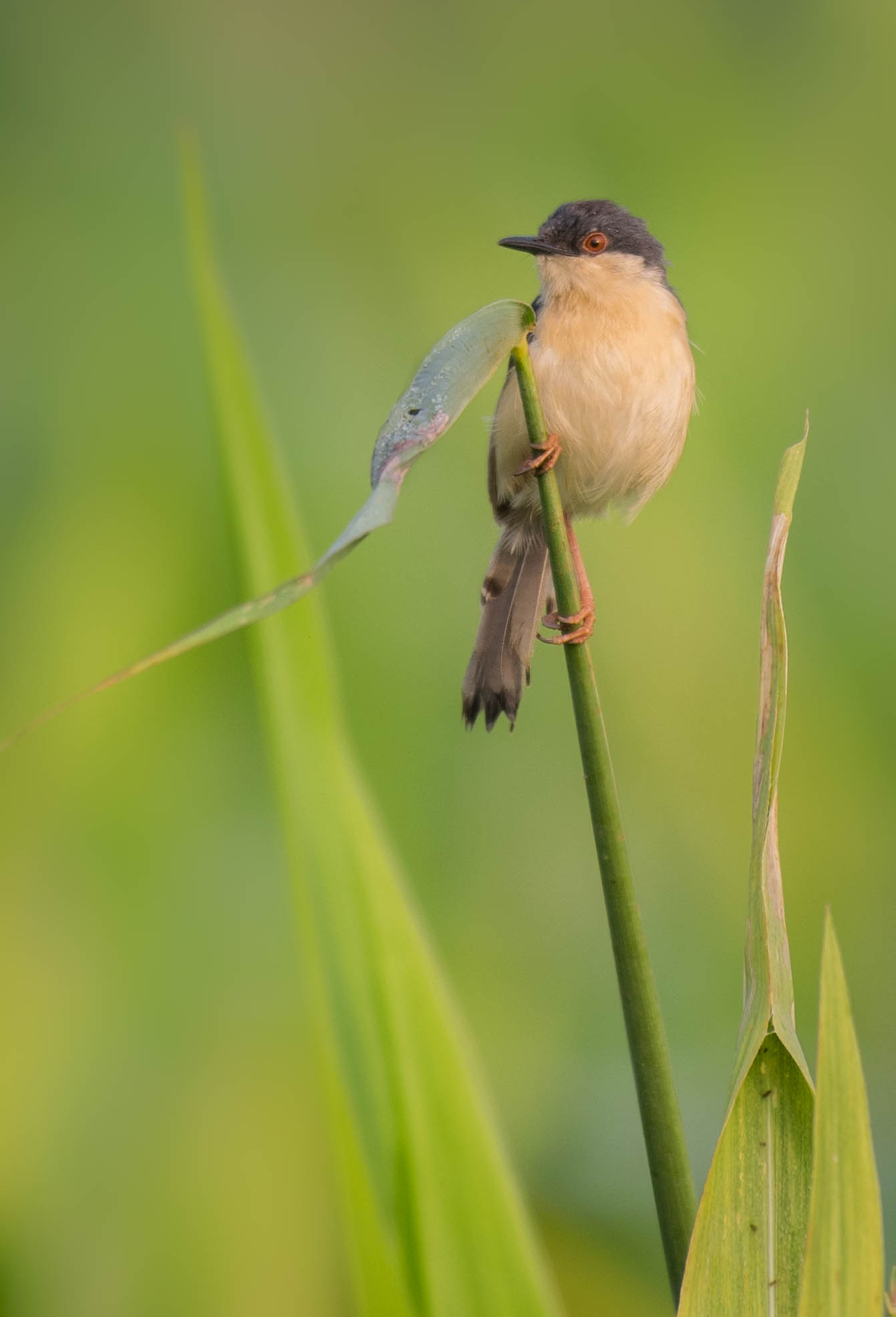 Ashy prinia