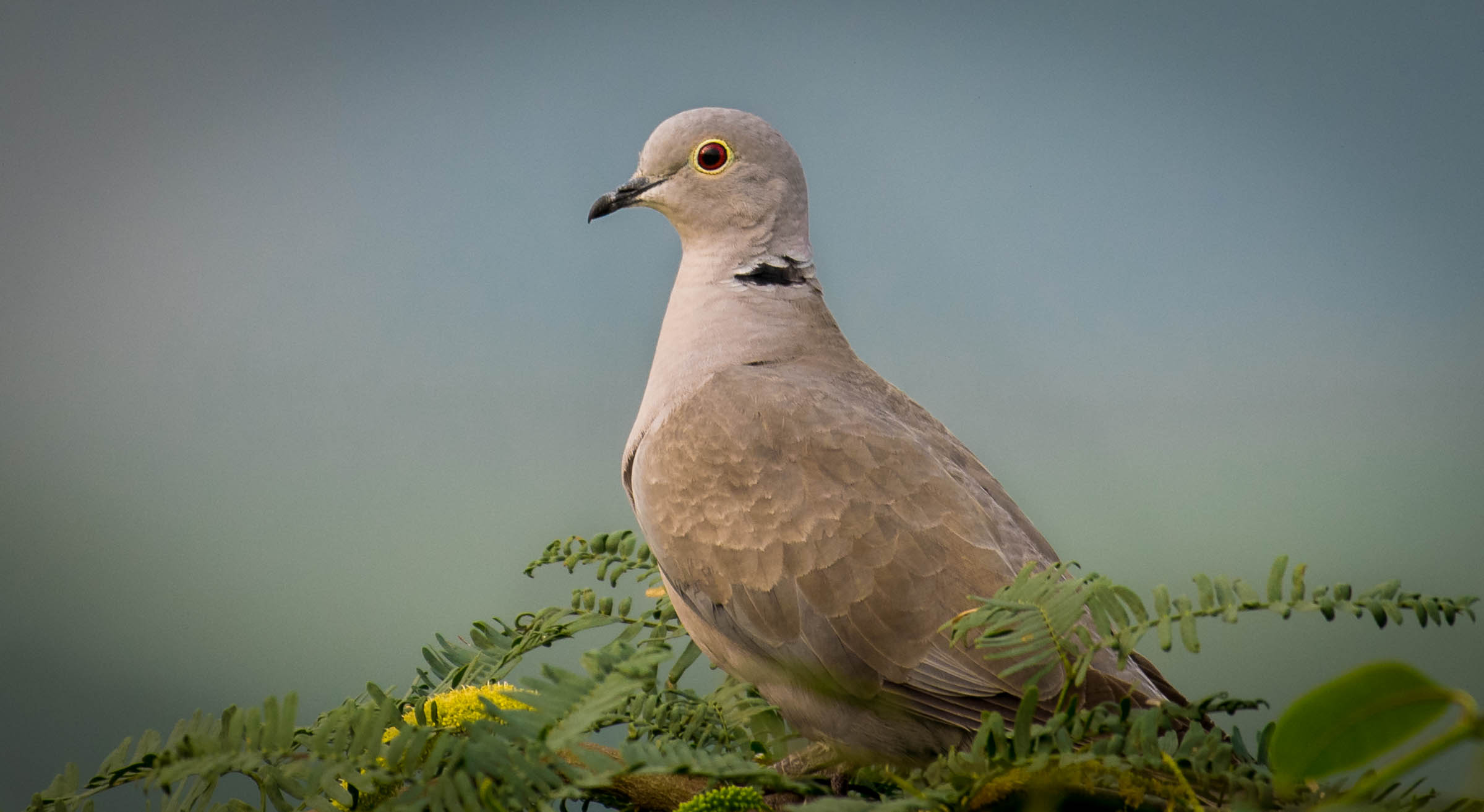 Eurasian collared dove