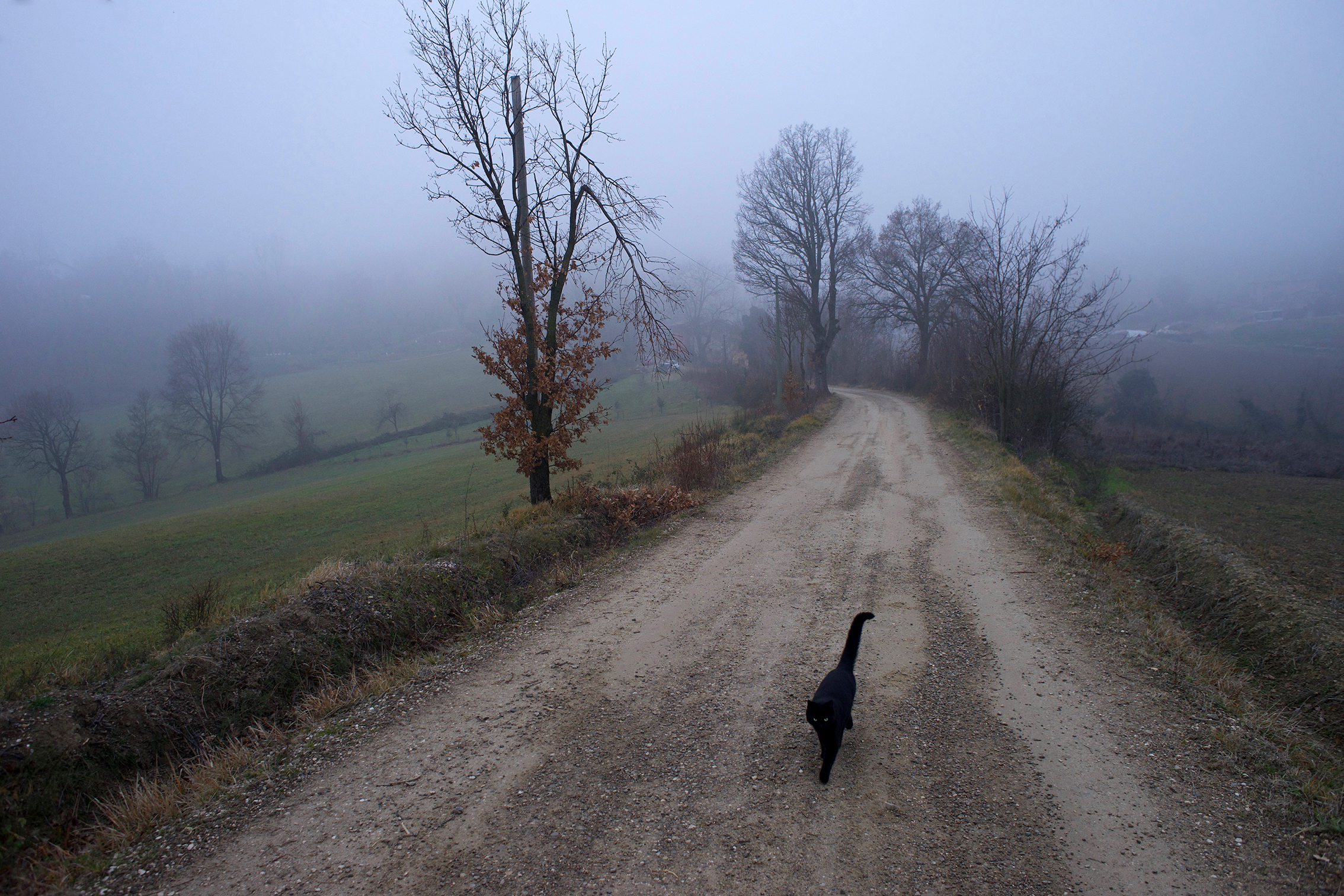 Strada sterrata con gatto nero