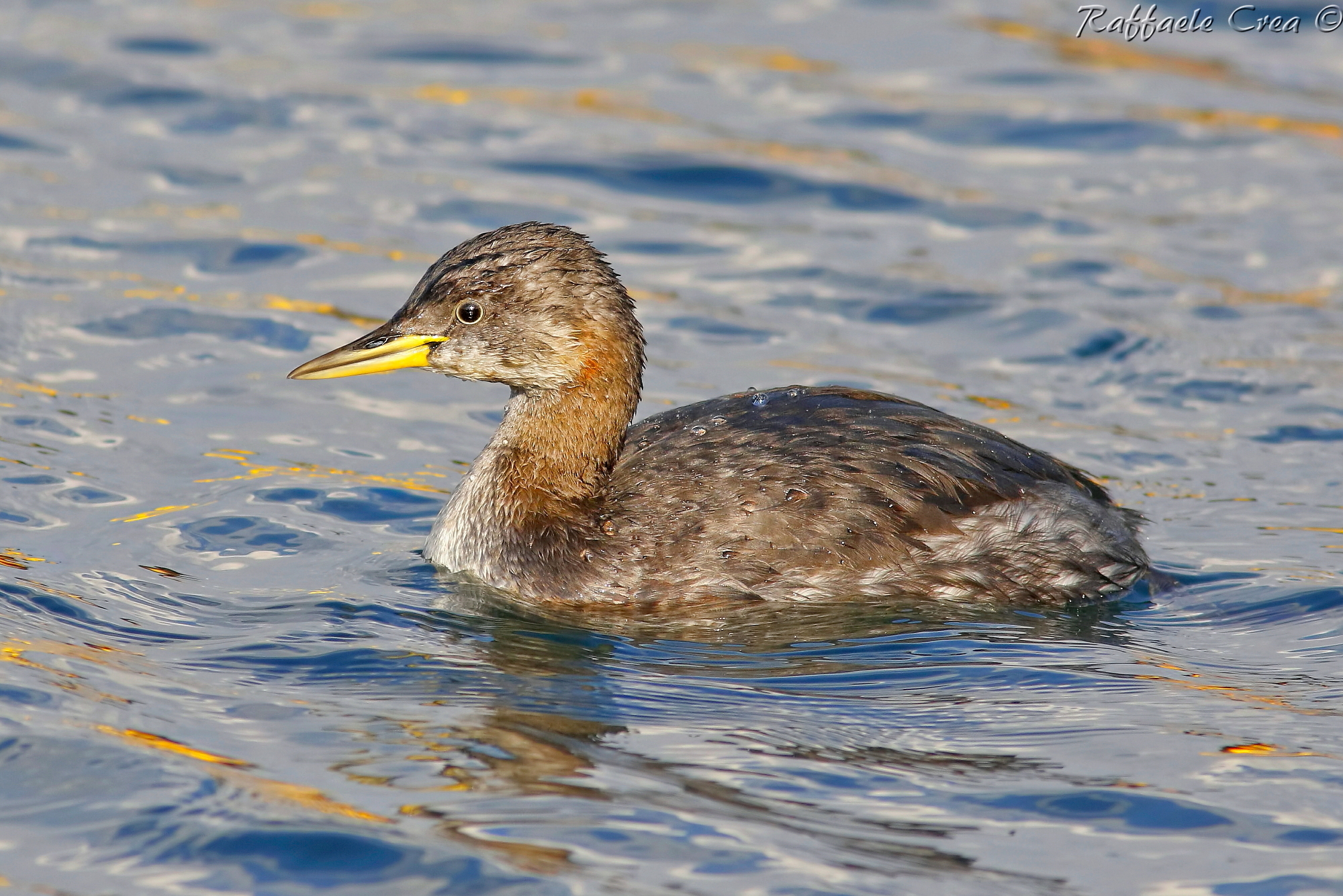 Svasso Collorosso in abito invernale