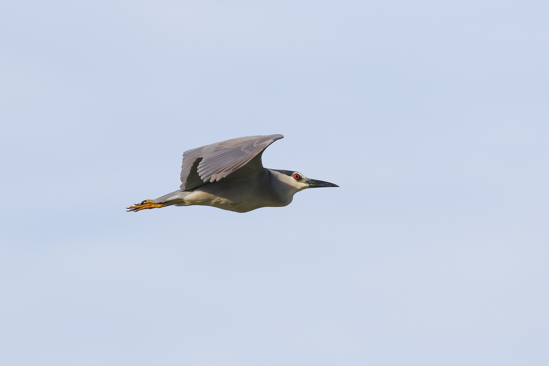 Night Heron in Flight