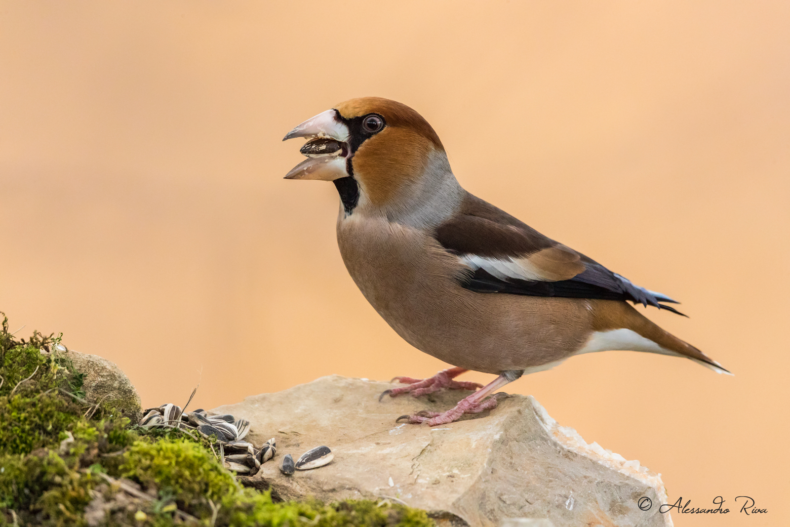 Grosbeak