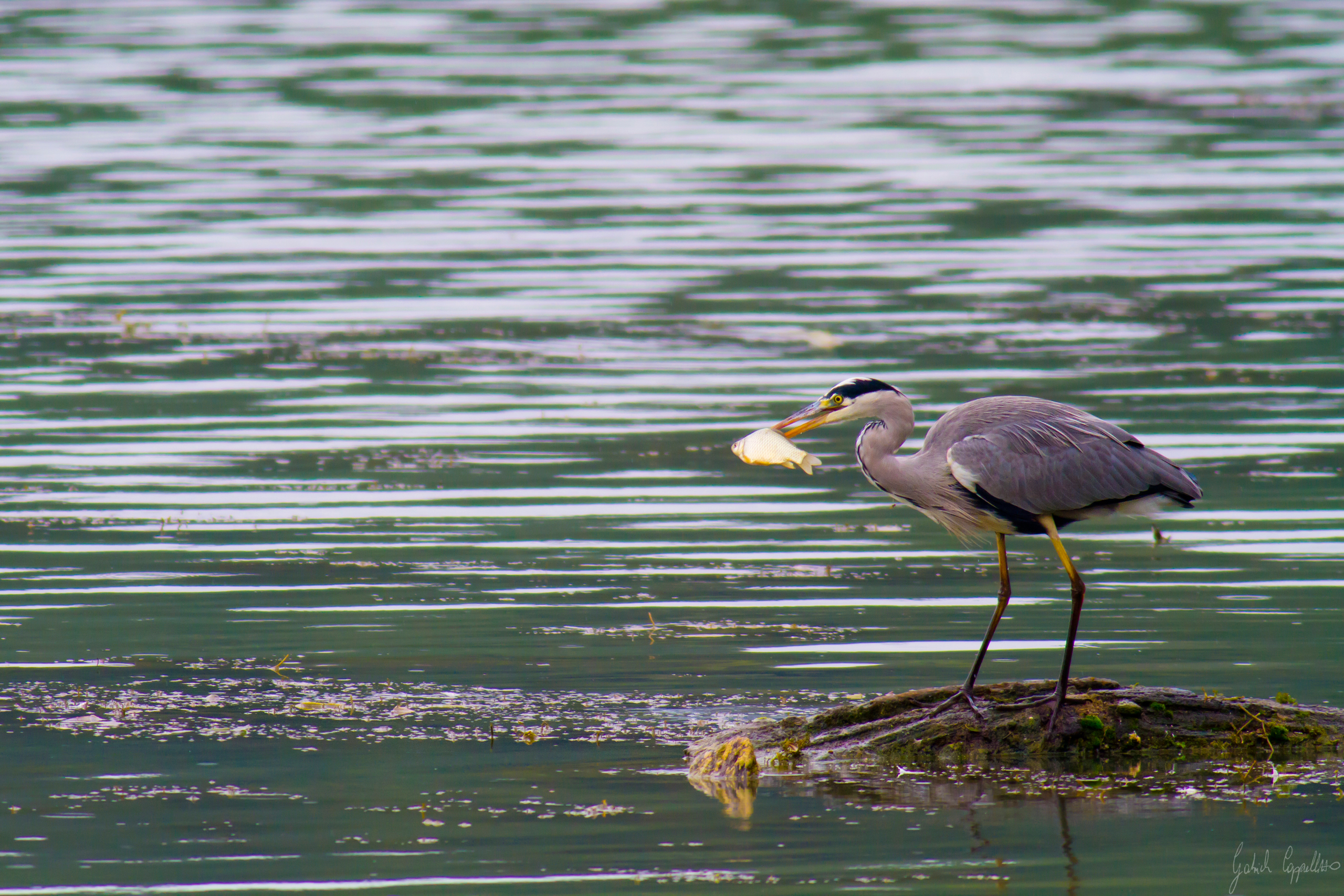 Airone cenerino (Ardea cinerea)
