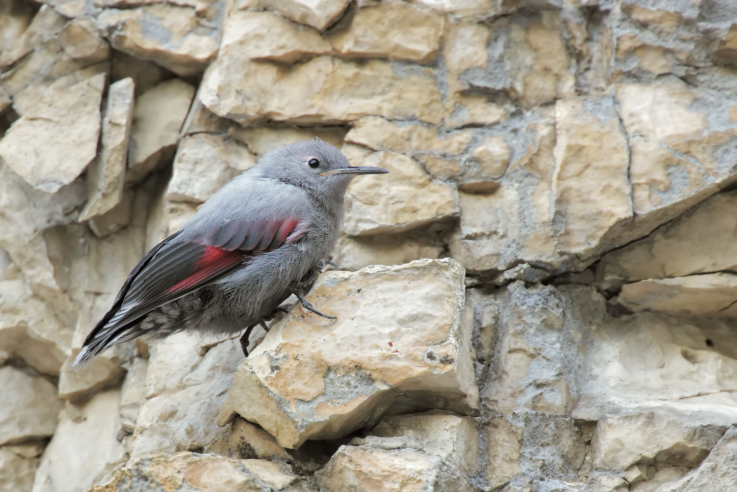 Wallcreeper Juv.