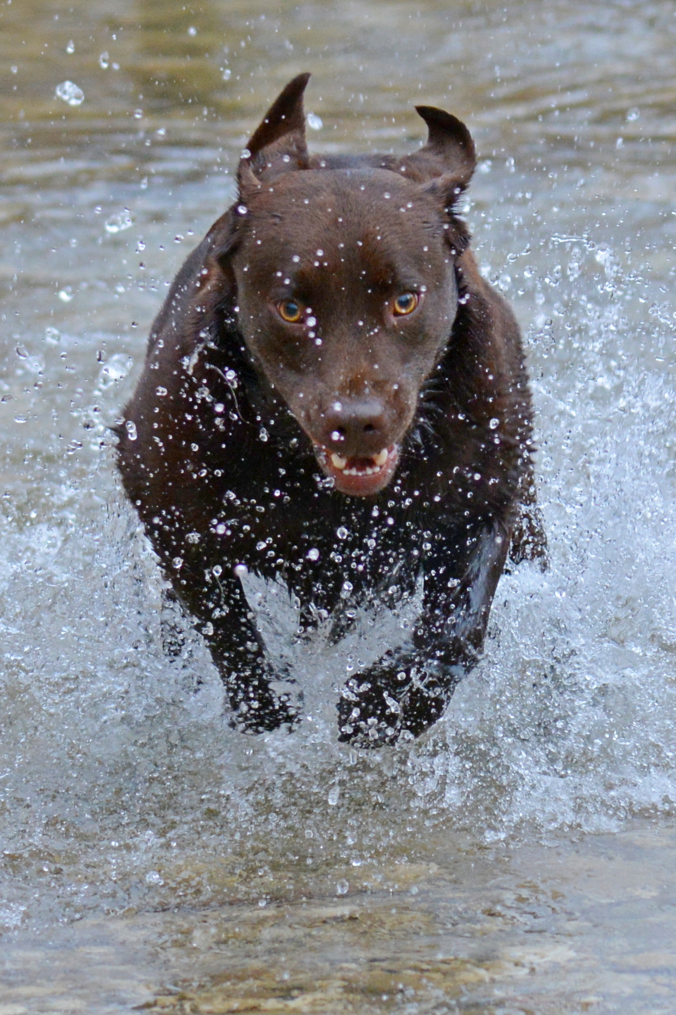 Labratdor assatanato