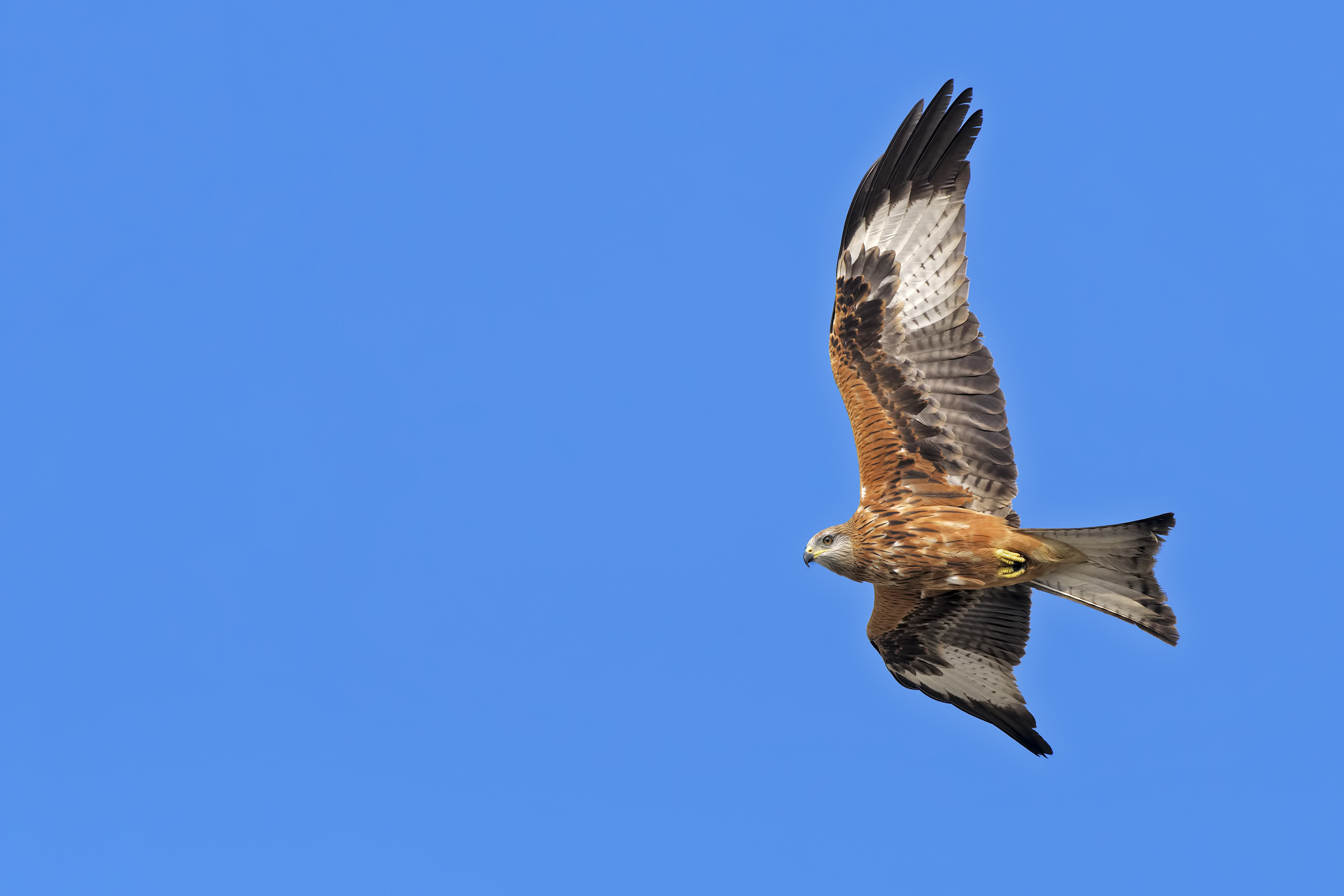 Red kite (Milvus milvus)