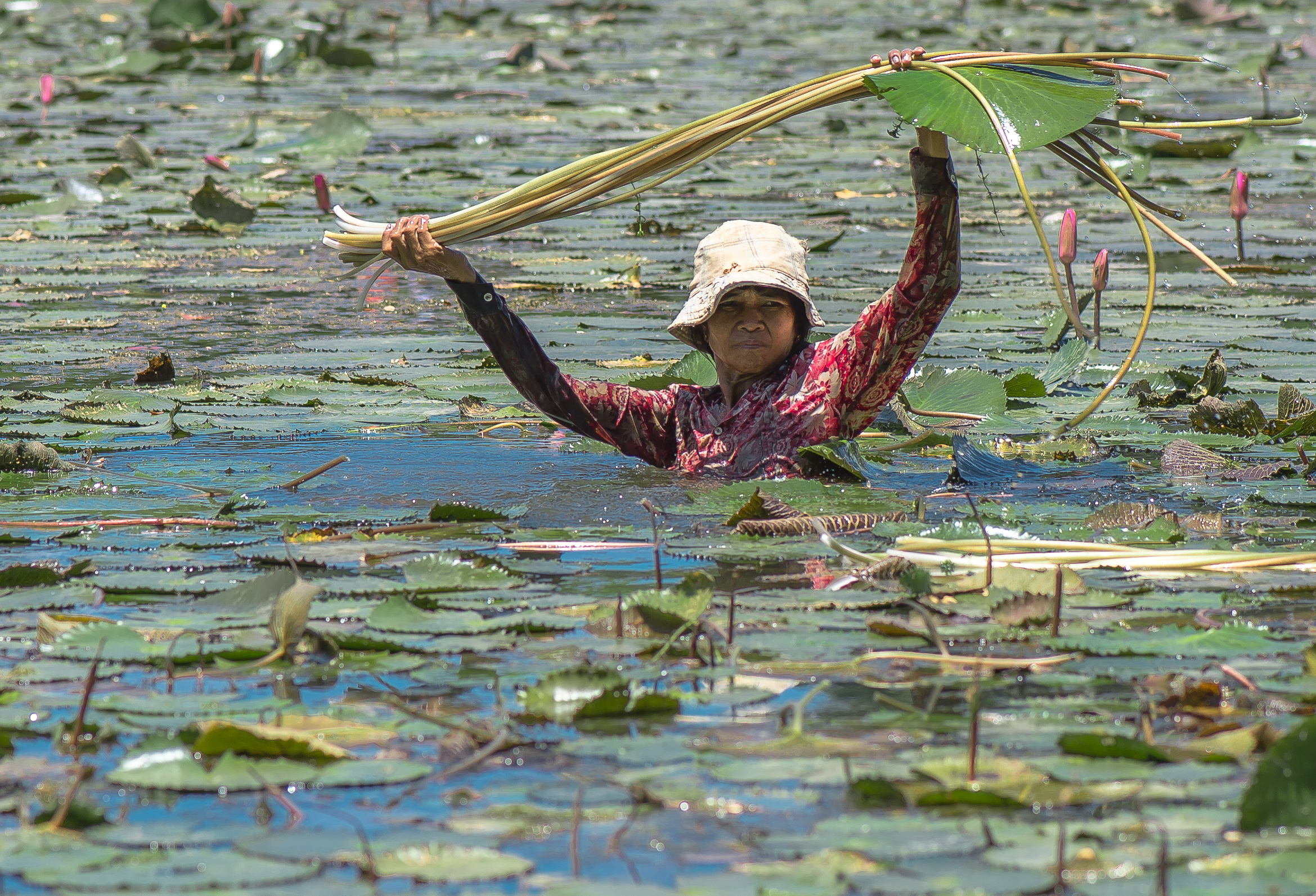 Raccoglitrice di radici (?) di loto