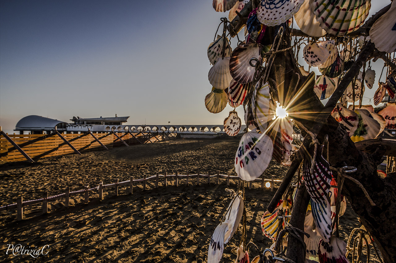 l' albero delle conchiglie ...