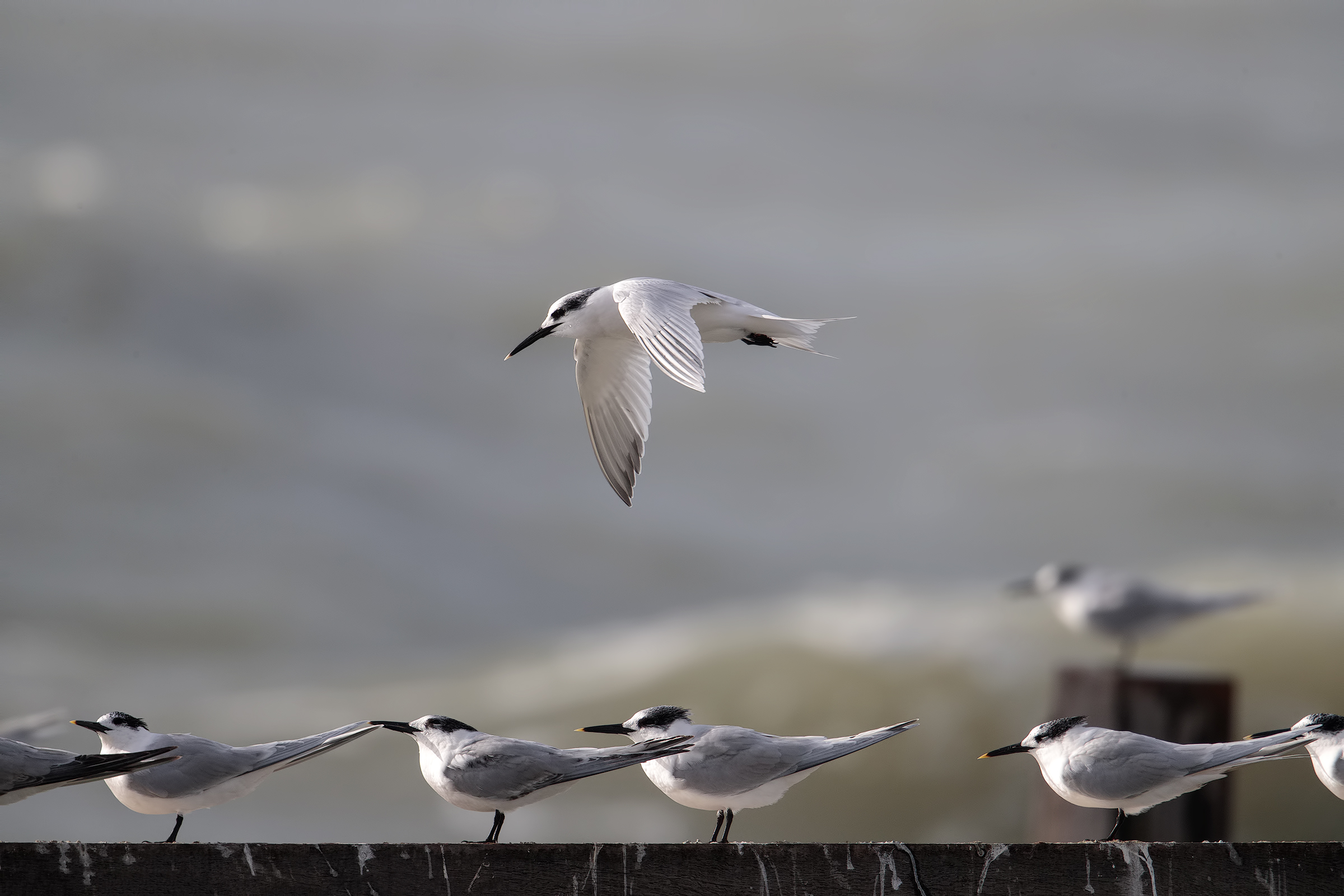 Sandwich Tern