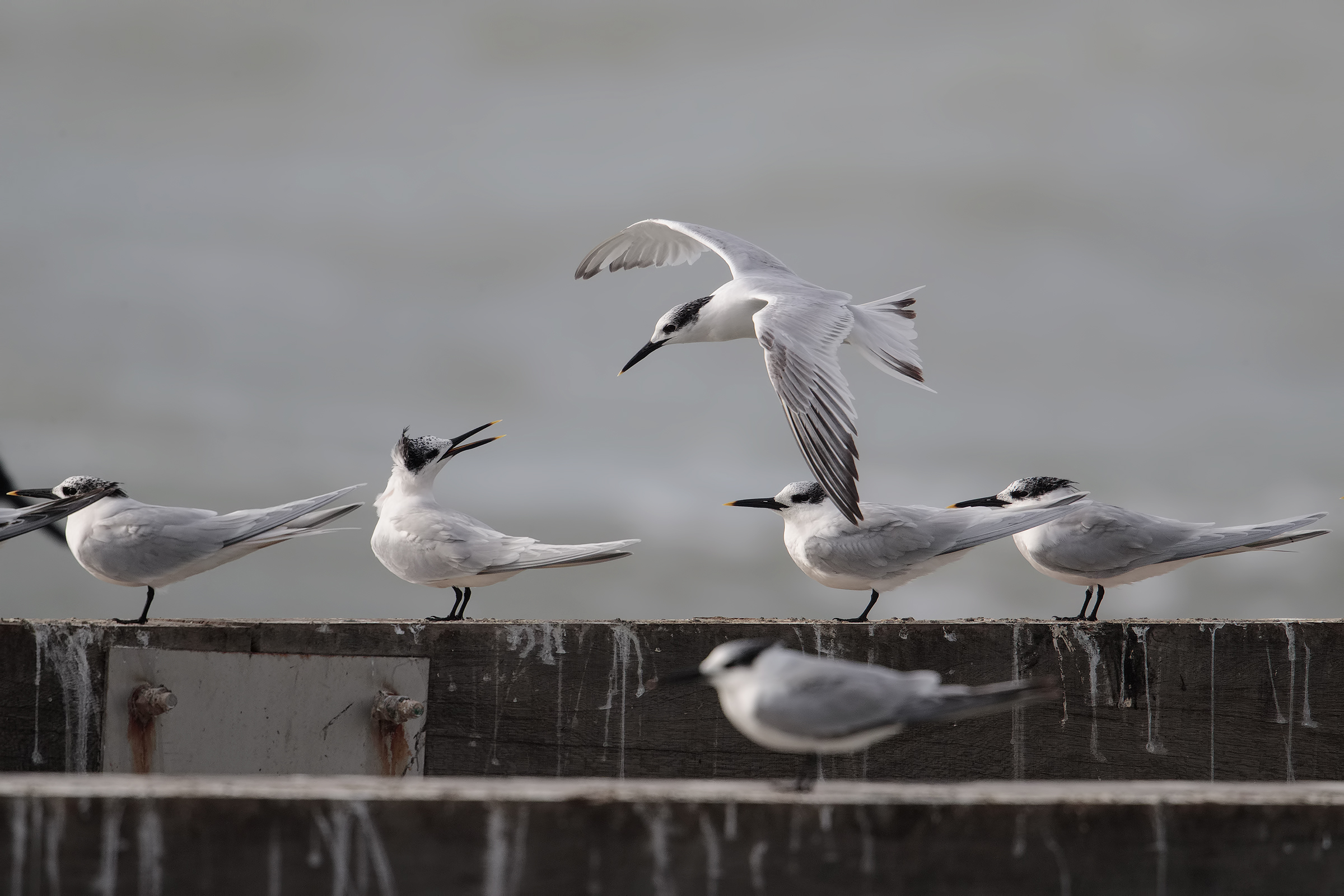 sandwich tern
